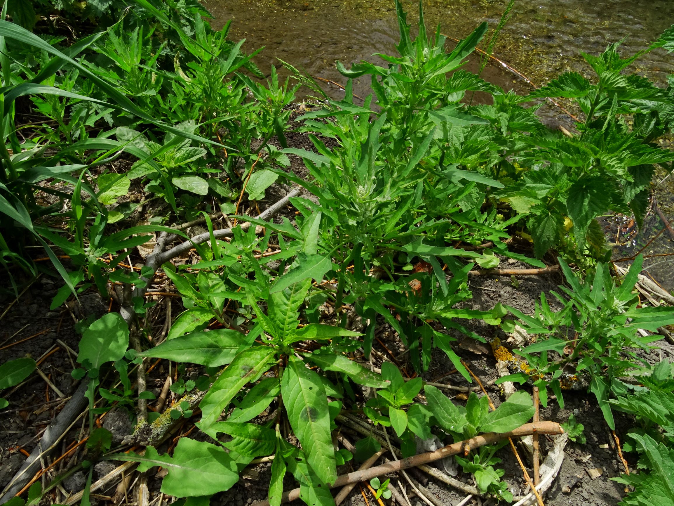 DSC04618 prell chenopodium ficifolium, polygonum cf. lapathifolium.JPG