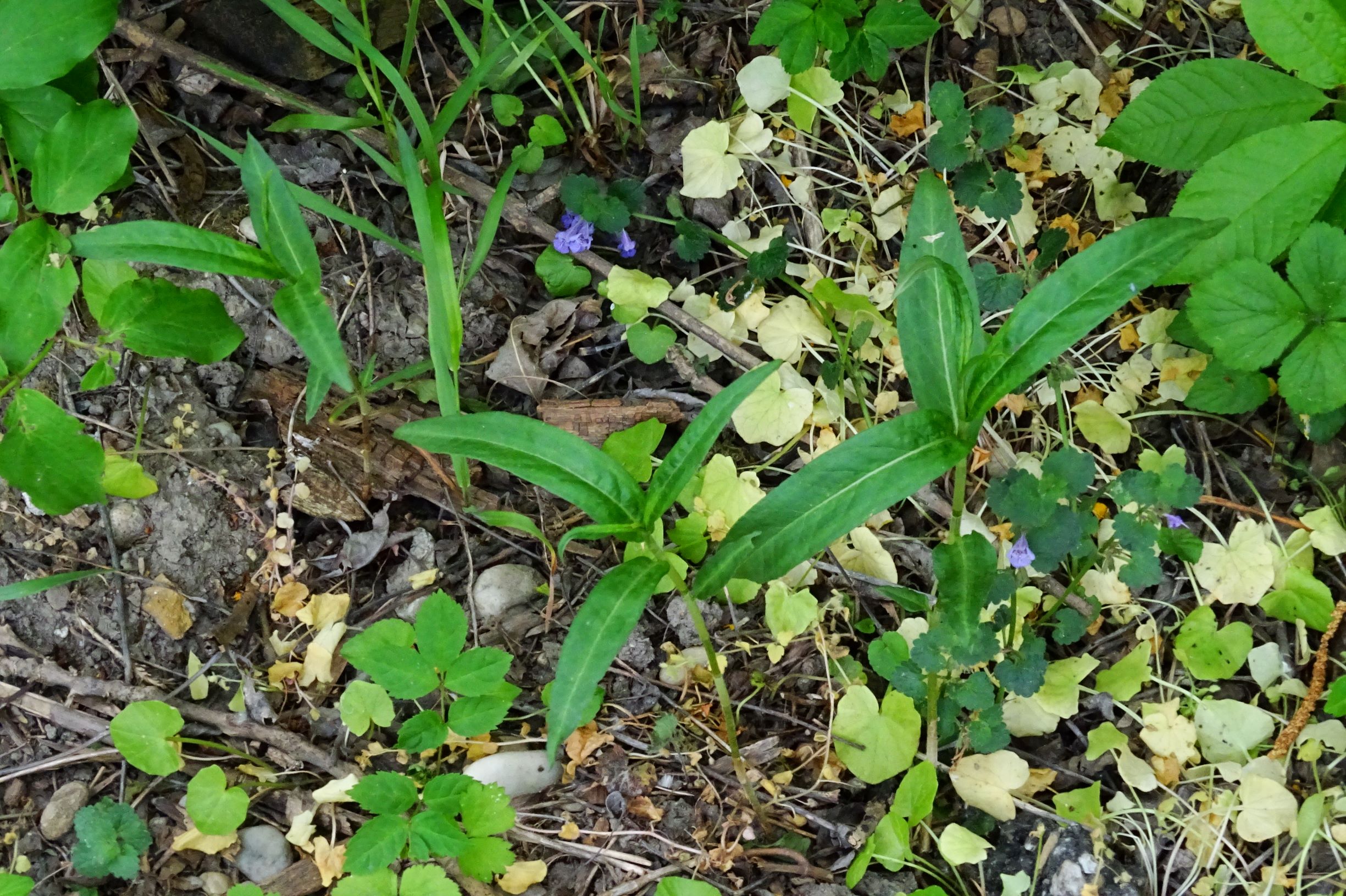 DSC04657 prell persicaria amphibia.JPG