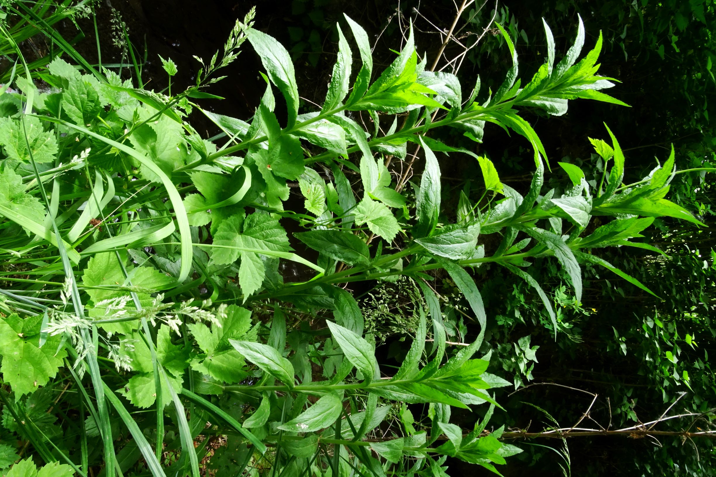 DSC04667 prell epilobium hirsutum.JPG