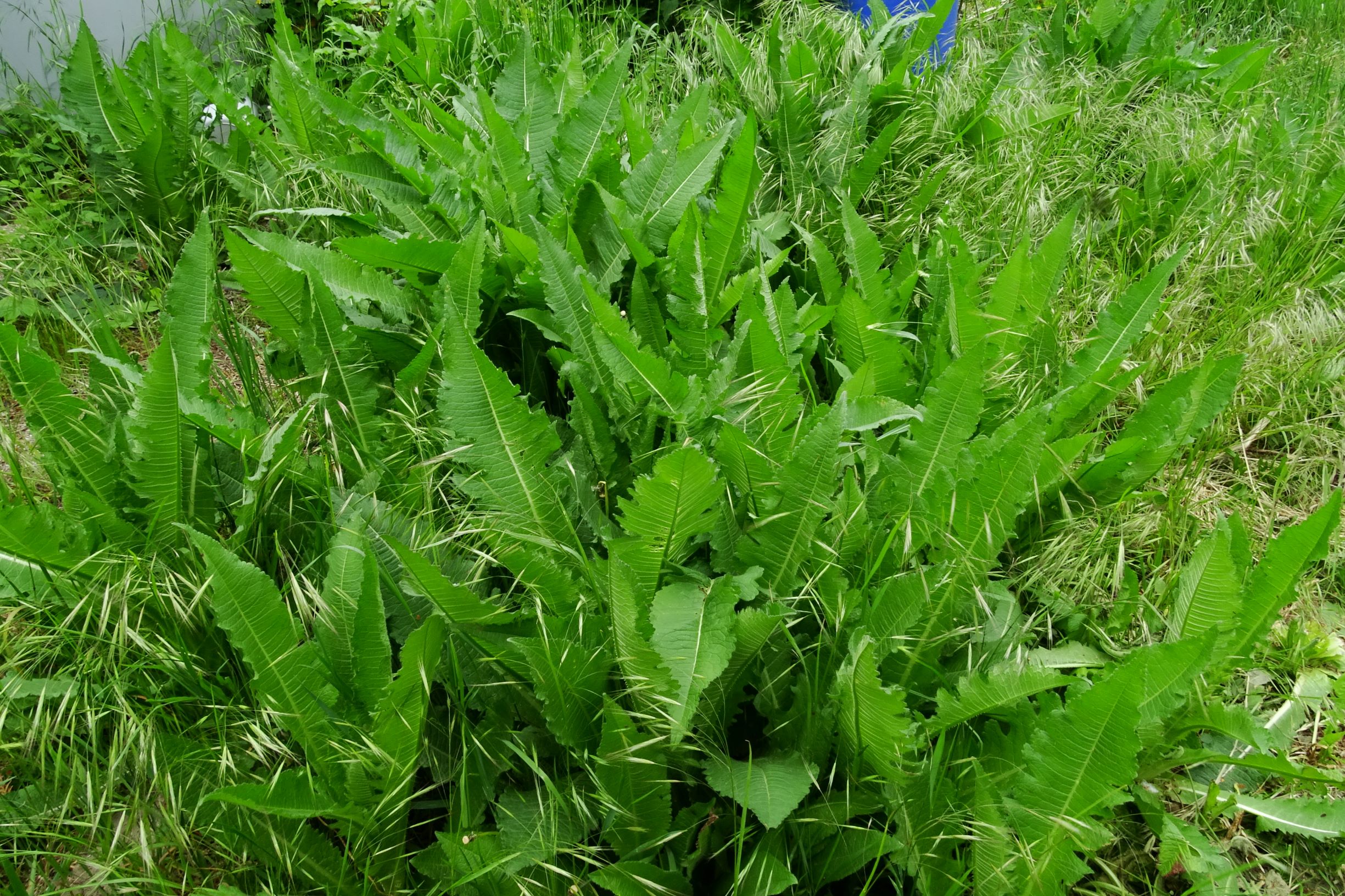 DSC04689 prell dipsacus fullonum, bromus sterilis.JPG