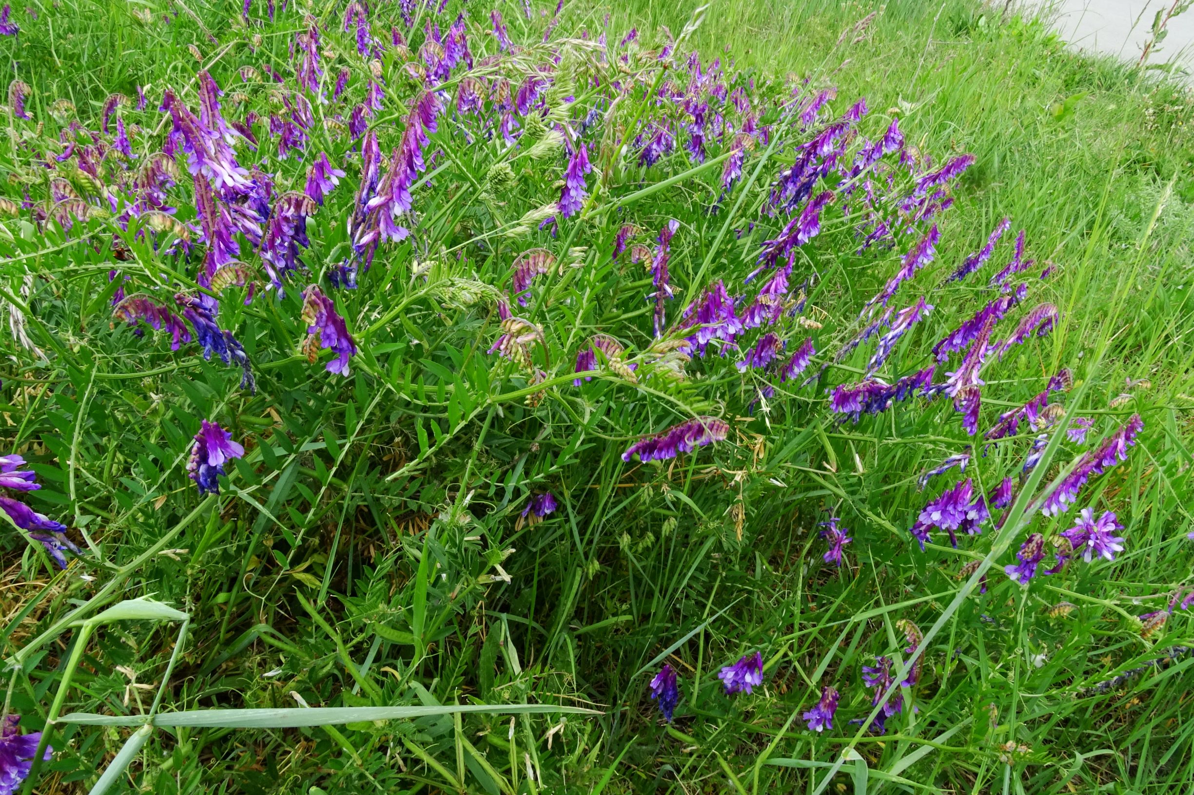 DSC04765 prell vicia tenuifolia.JPG