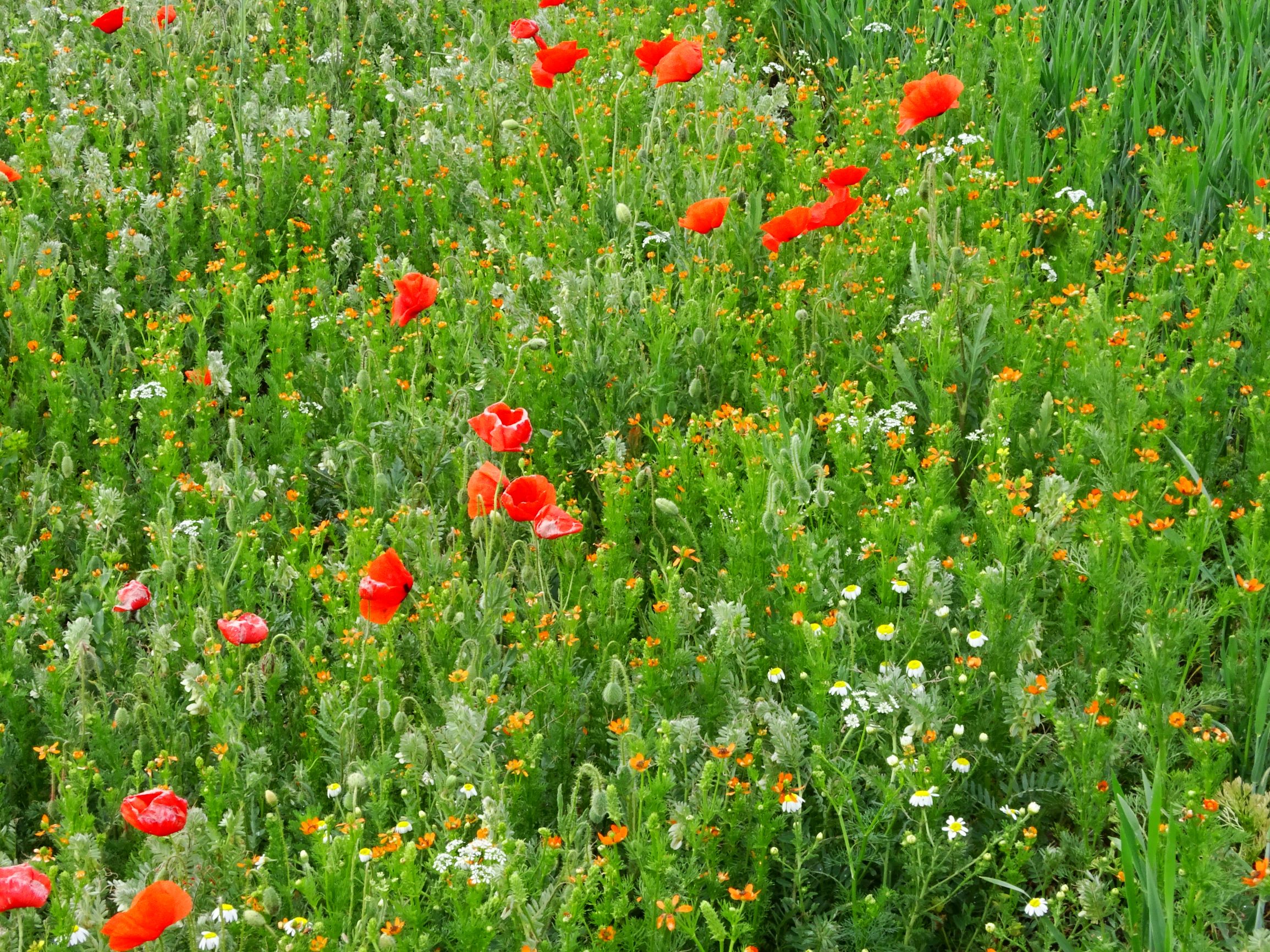 DSC05220 segetal papaver rhoeas, adonis aestivalis, vicia p. pannonica, bifora radians.JPG