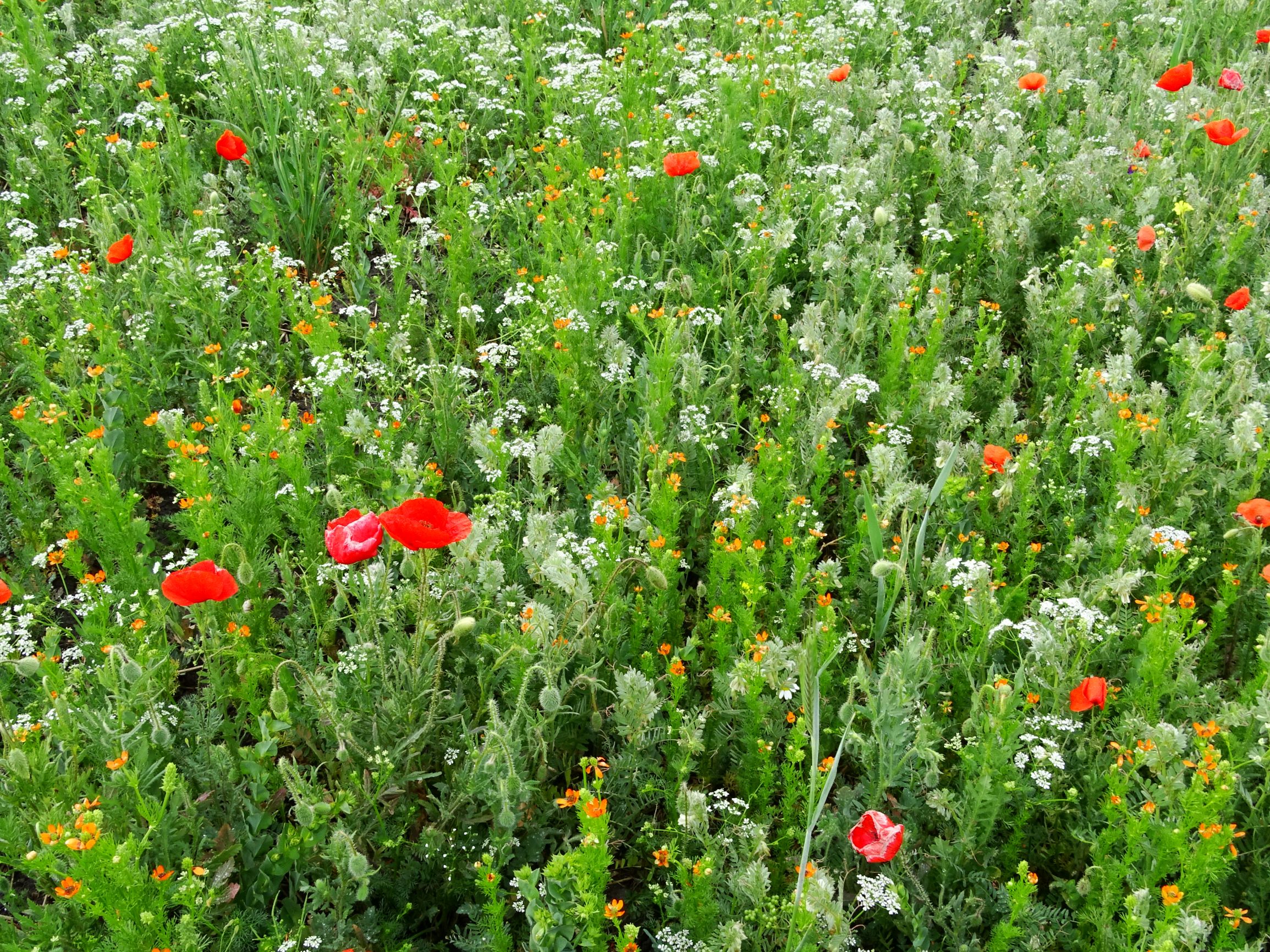 DSC05224 segetal papaver rhoeas, bupleurum rotundifolium, adonis aestivalis, vicia p. pannonica, bifora radians.JPG