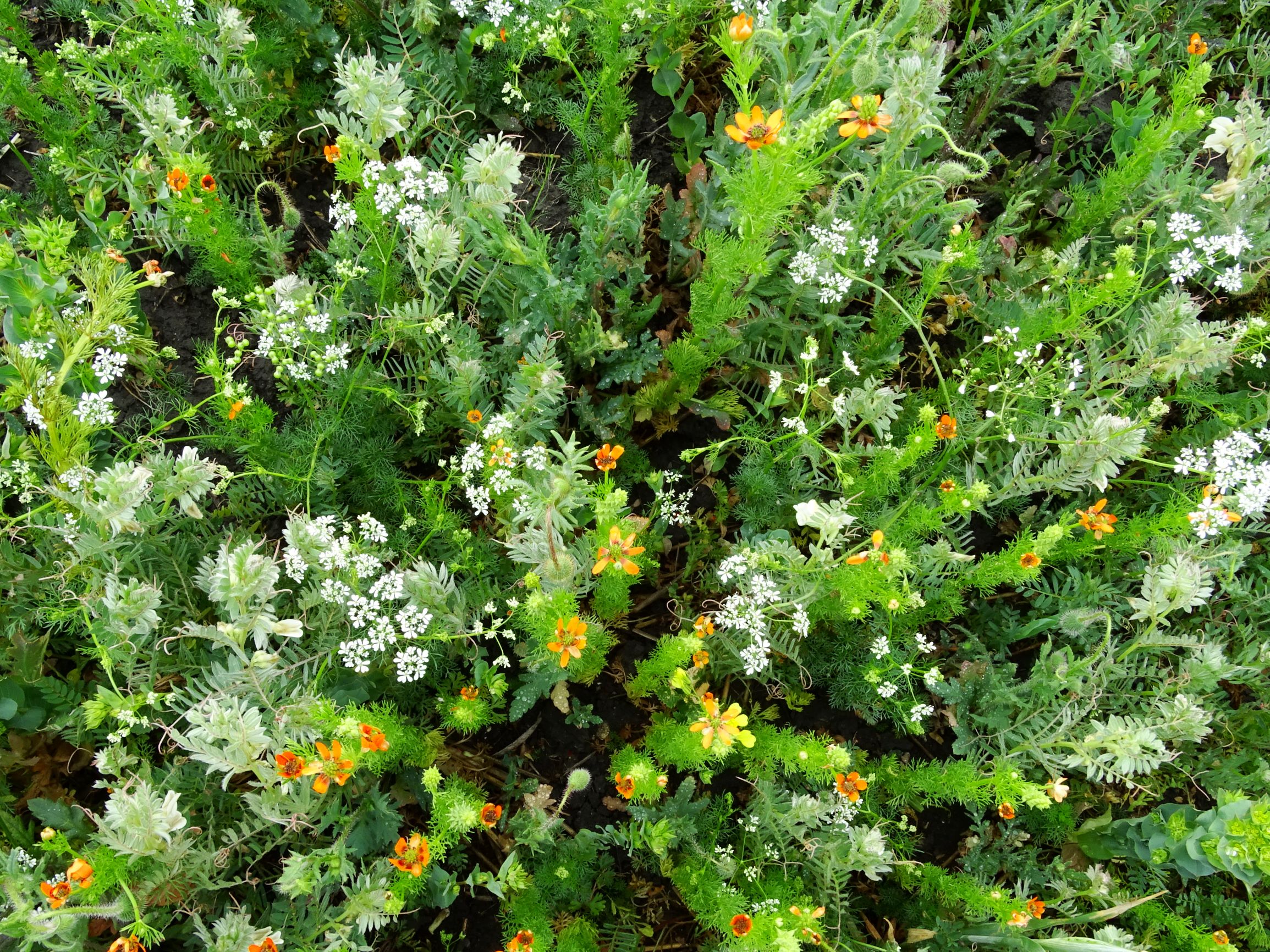 DSC05226 segetal bupleurum rotundifolium, adonis aestivalis, vicia p. pannonica, bifora radians.JPG