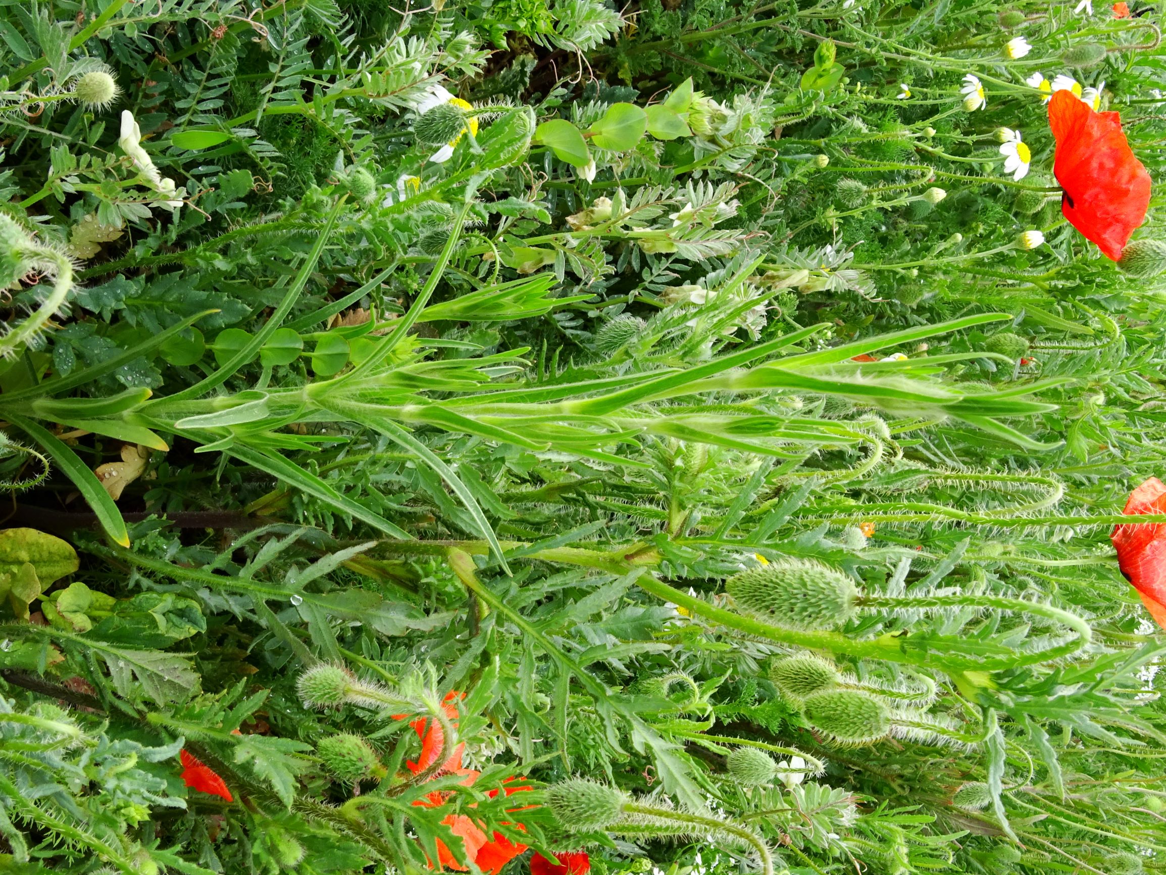 DSC05236 segetal papaver rhoeas, bupleurum rotundifolium, anthemis austriaca, agrostemma githago.JPG