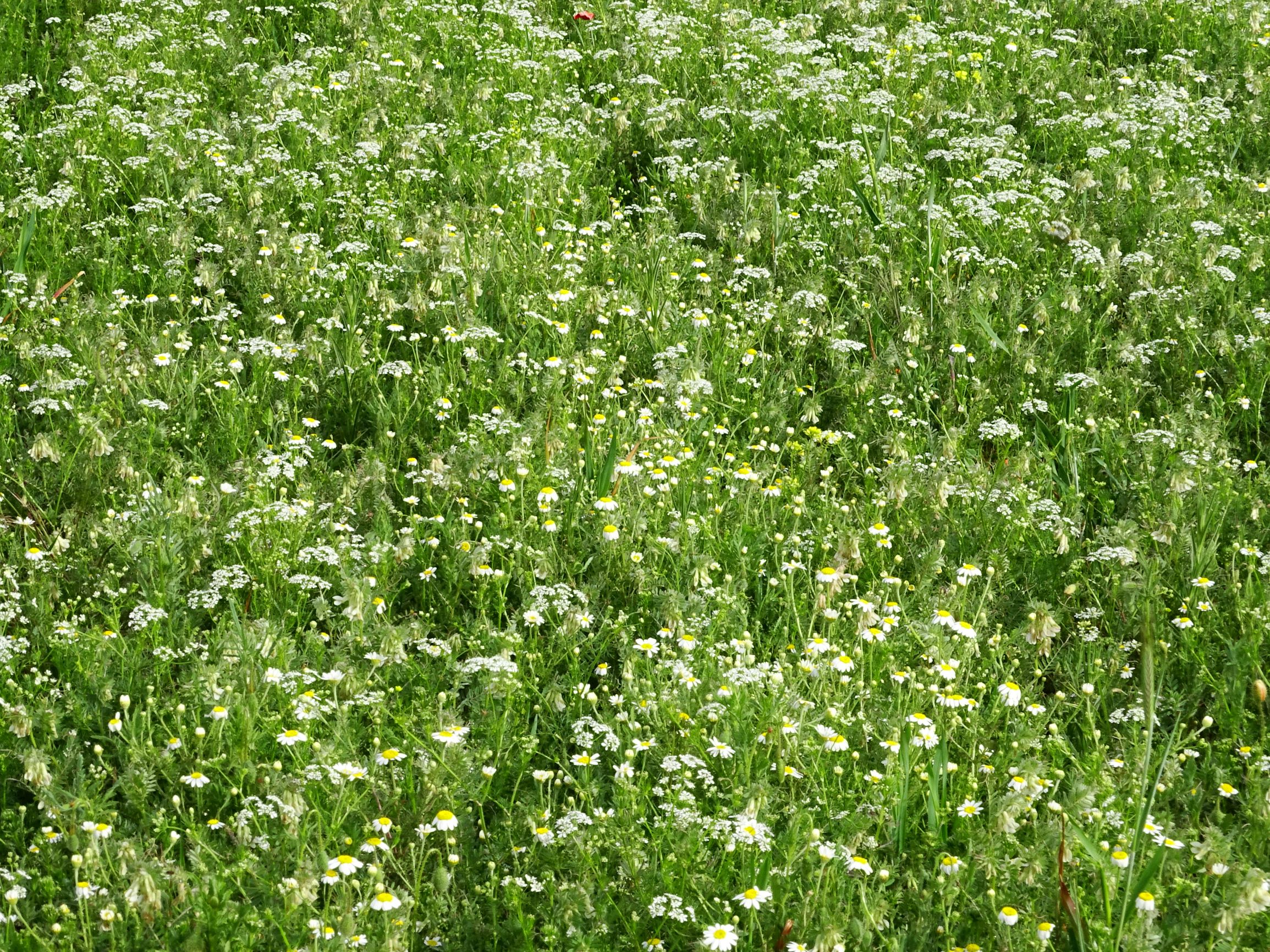 DSC05246 segetal anthemis cf. austriaca, vicia p. pannonica, bifora radians.JPG