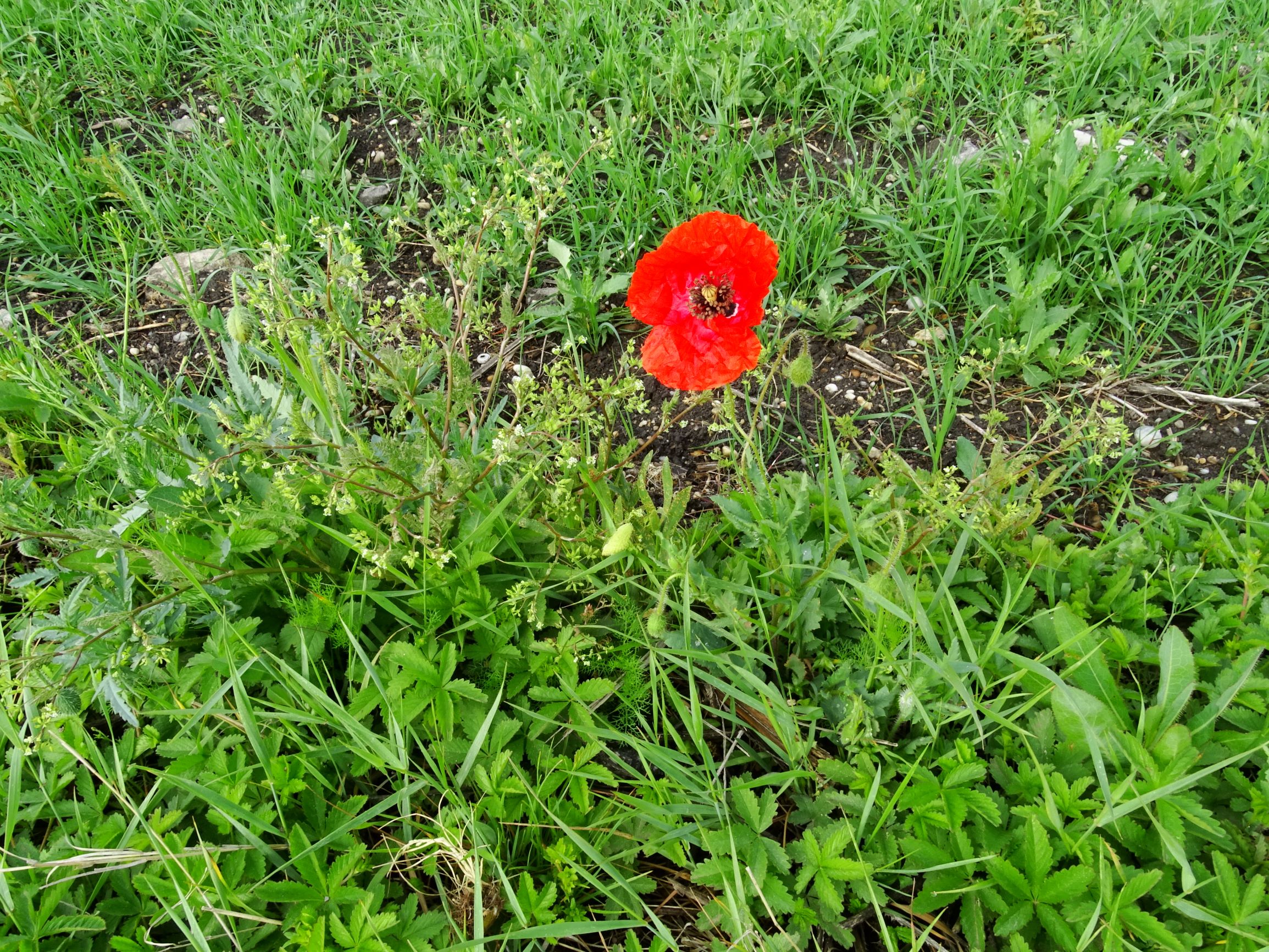 DSC05259 segetal papaver rhoeas, anthriscus caucalis.JPG