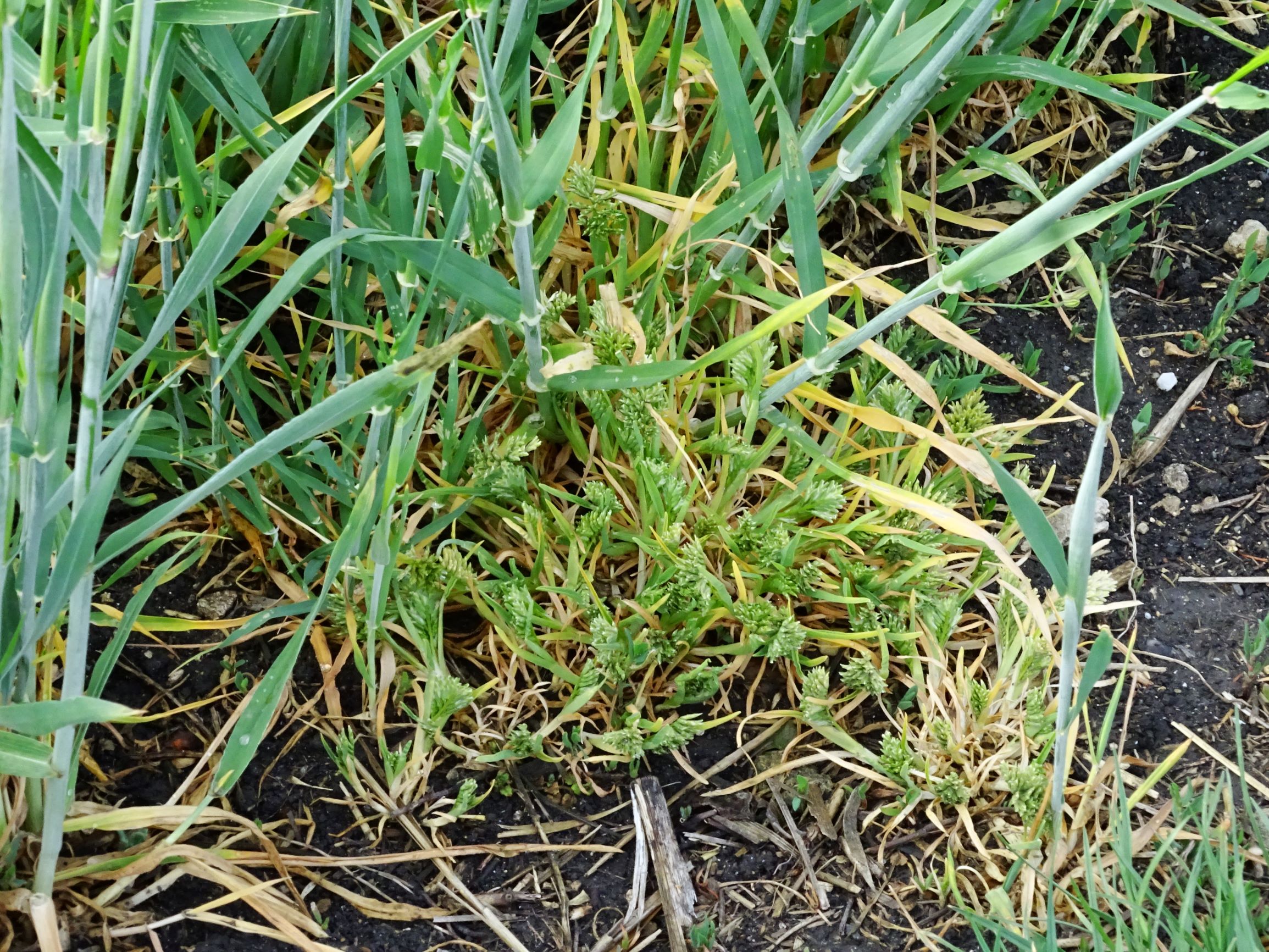 DSC05277 segetal sclerochloa dura.JPG