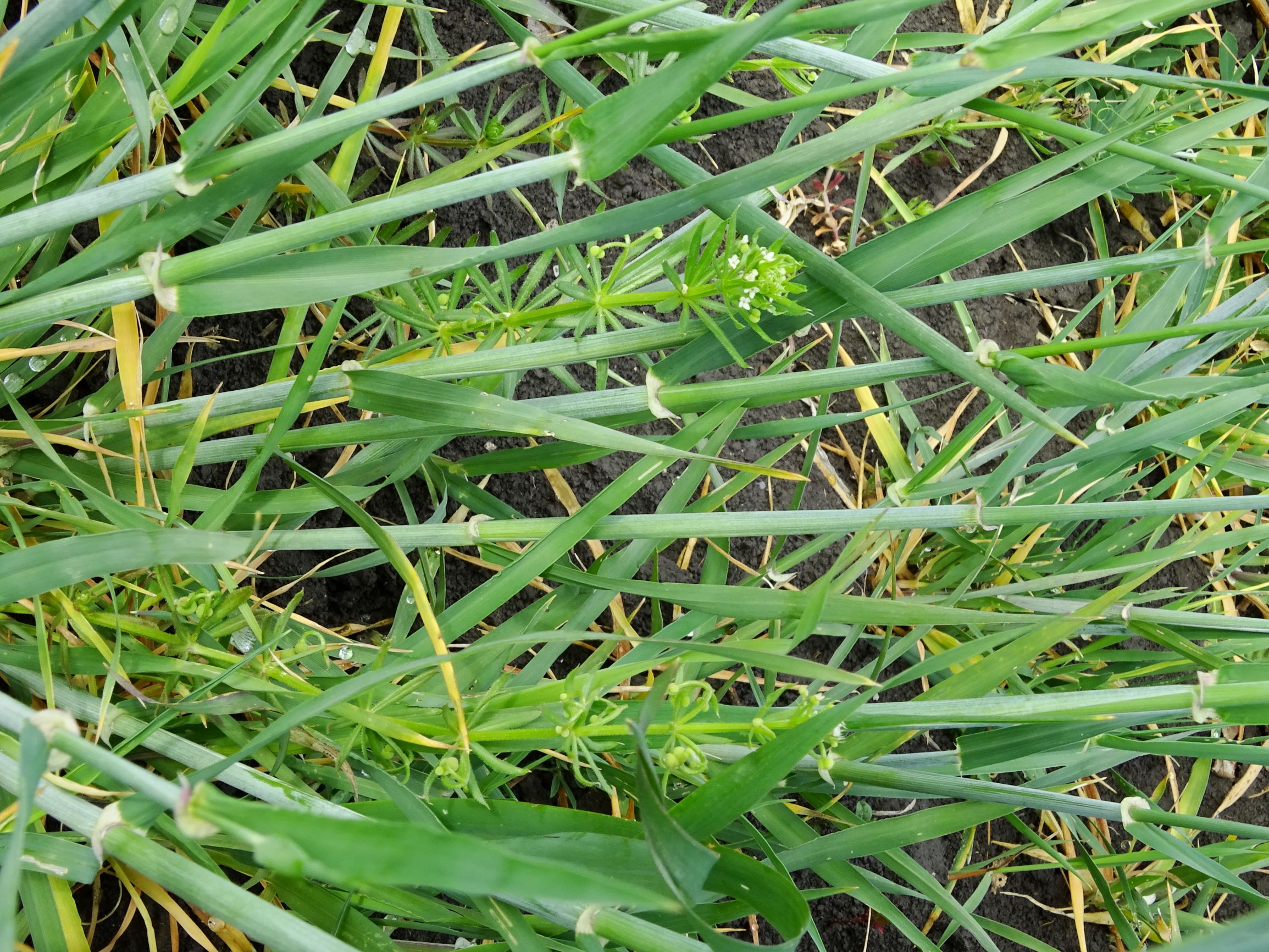 DSC05300 segetal galium tricornutum.JPG