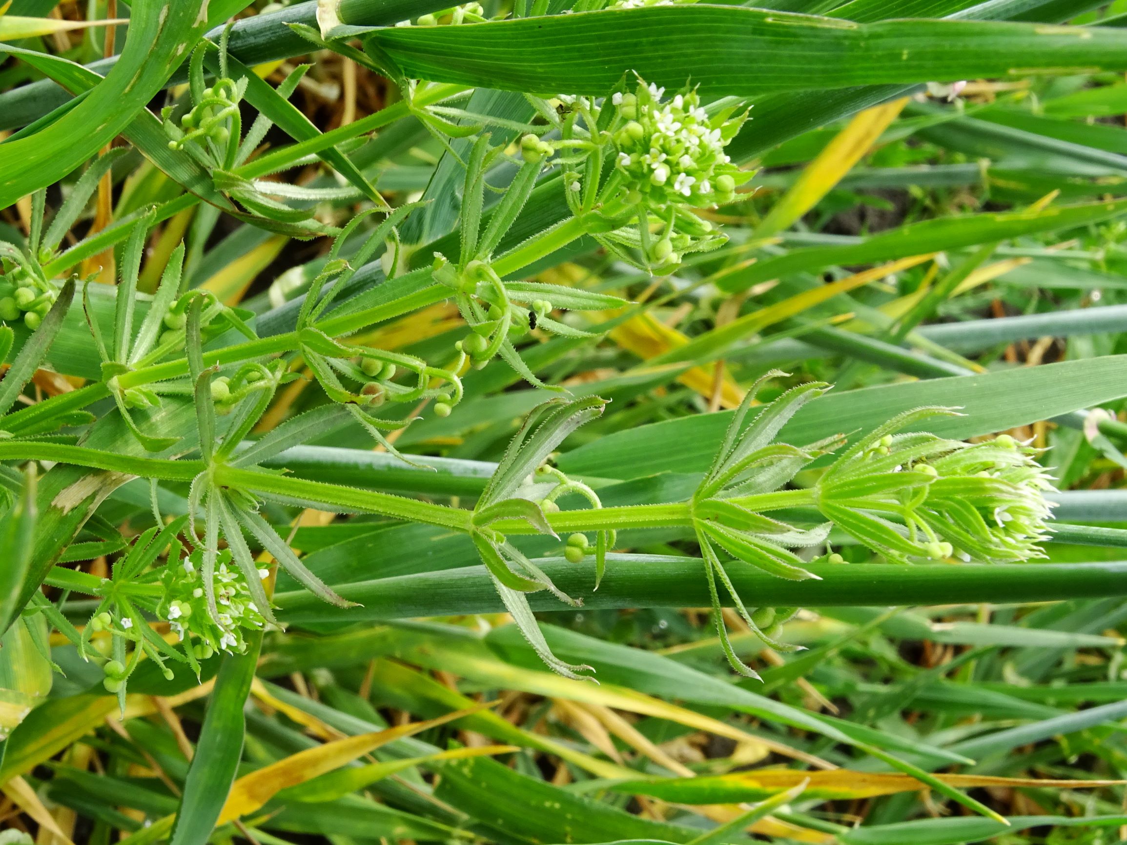 DSC05303 segetal galium tricornutum.JPG