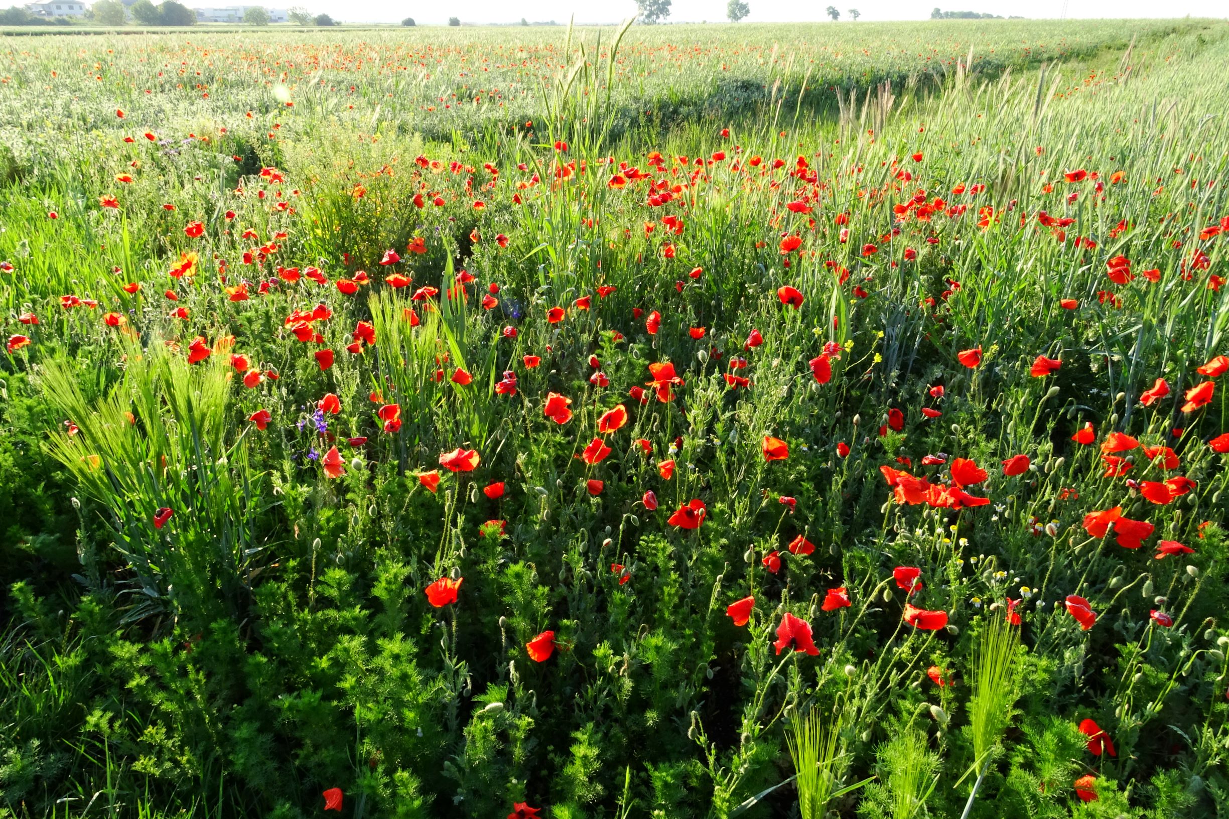 DSC05165 seevorland papaver rhoeas etc..JPG