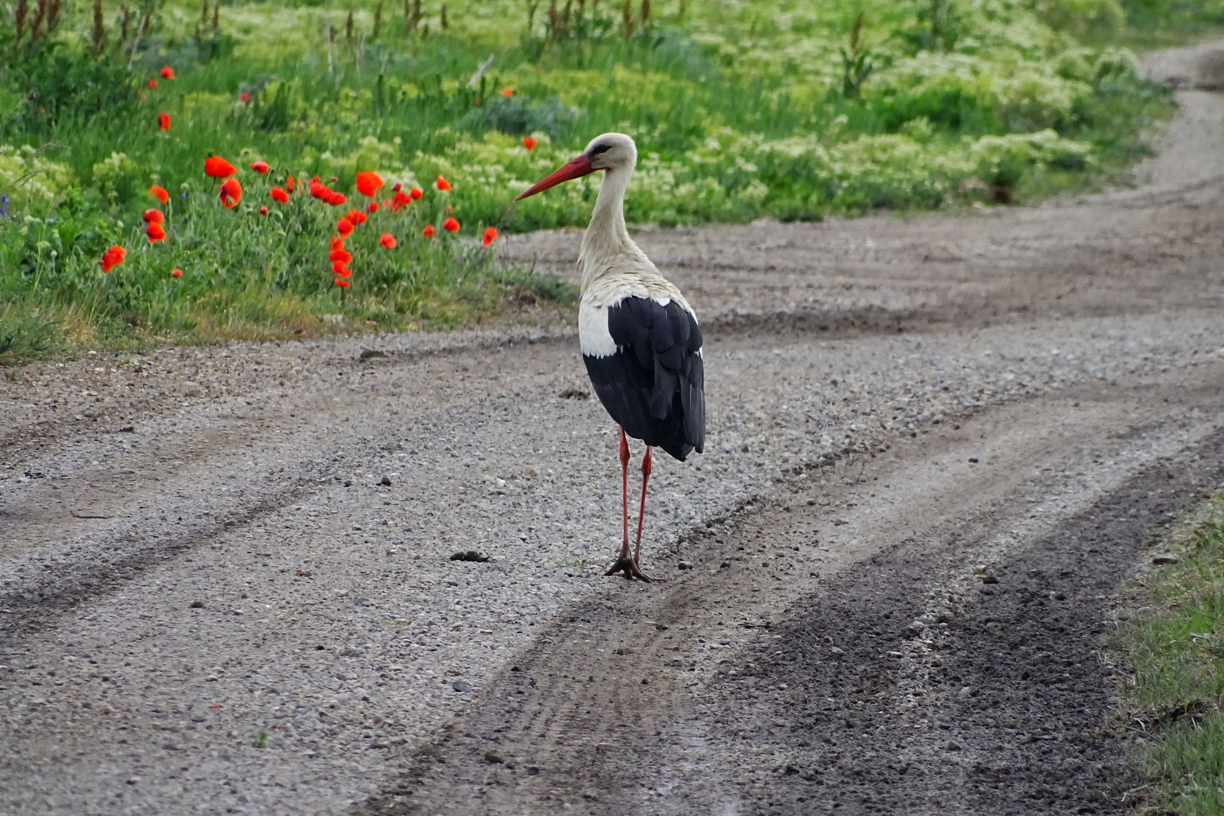 DSC05214 seevorland weißstorch.JPG