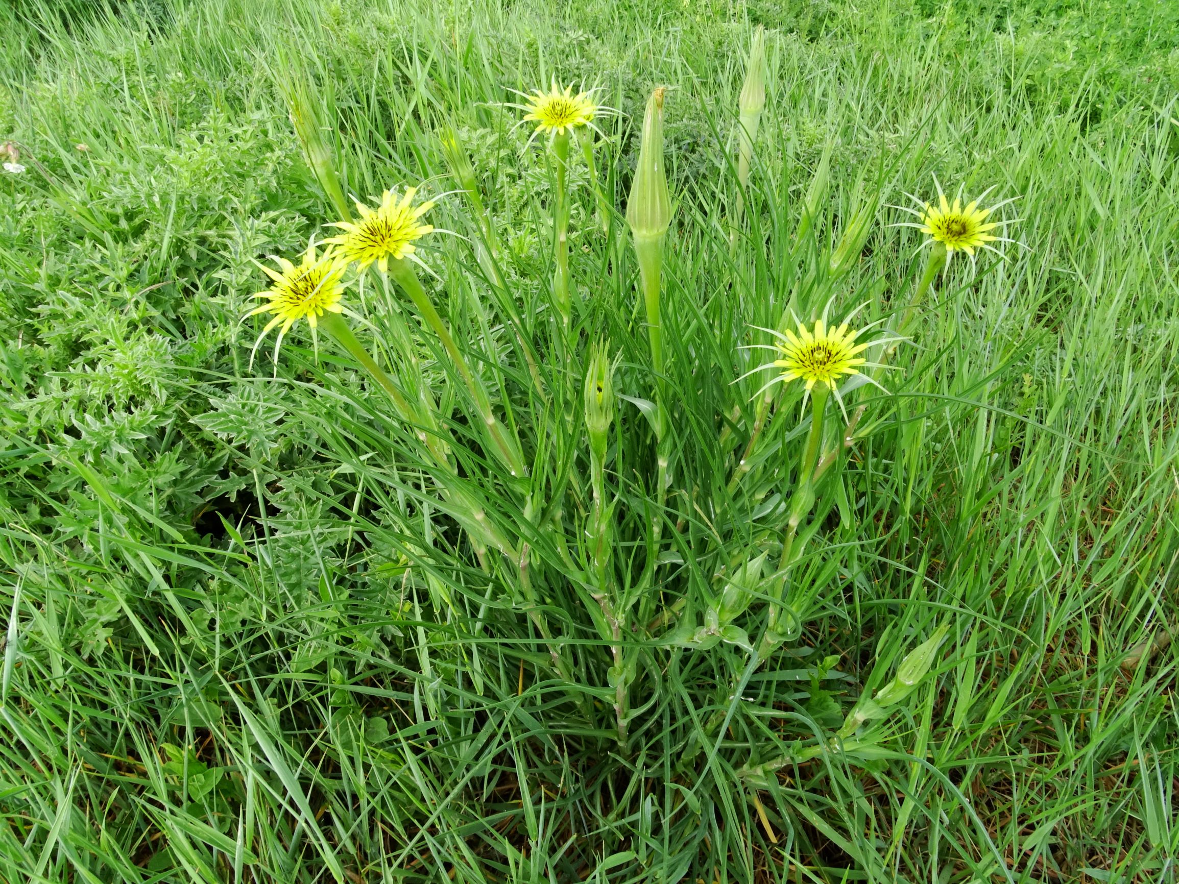 DSC05257 seevorland tragopogon dubius etc..JPG