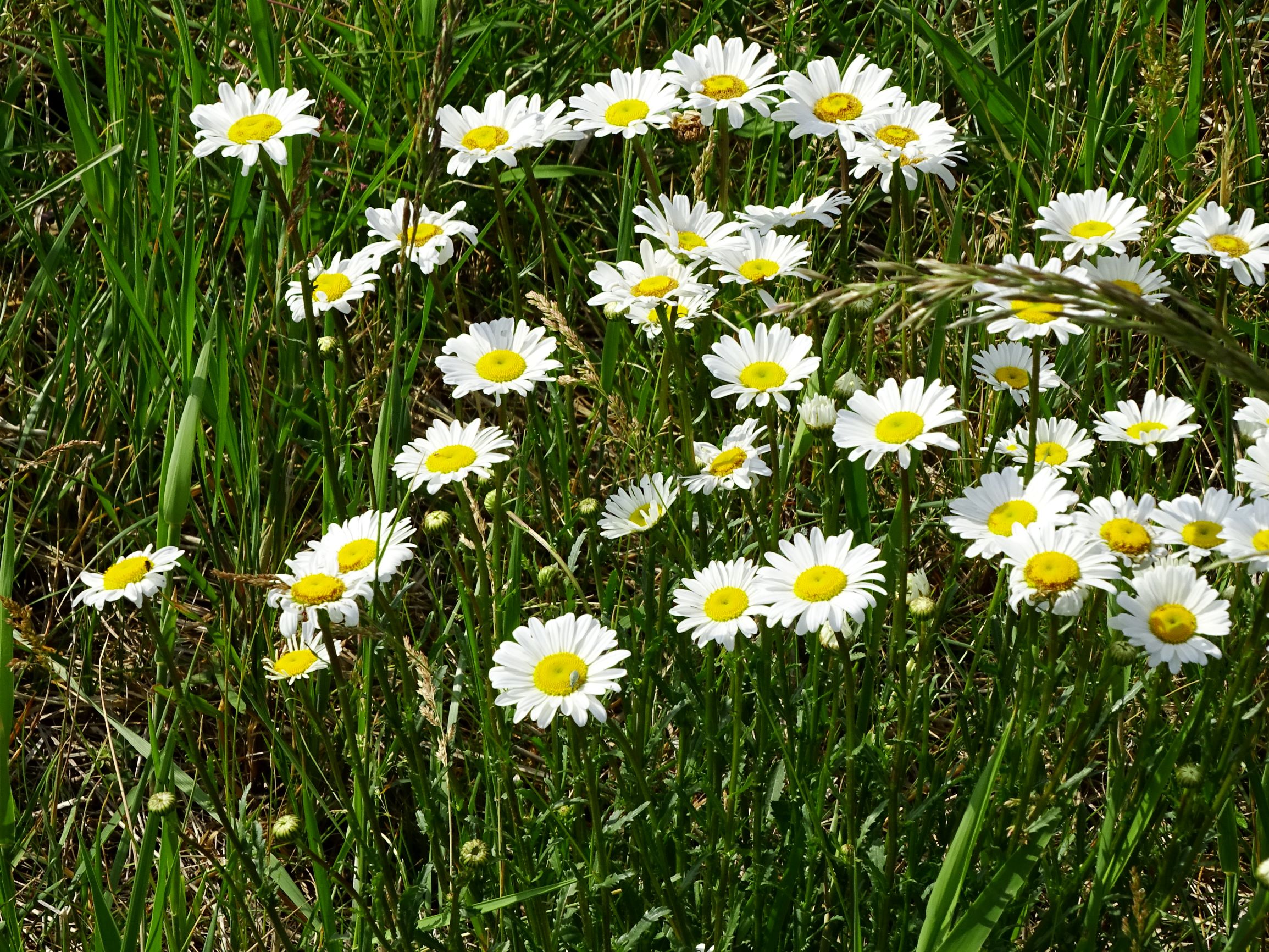 DSC05324 seevorland leucanthemum vulgare agg..JPG