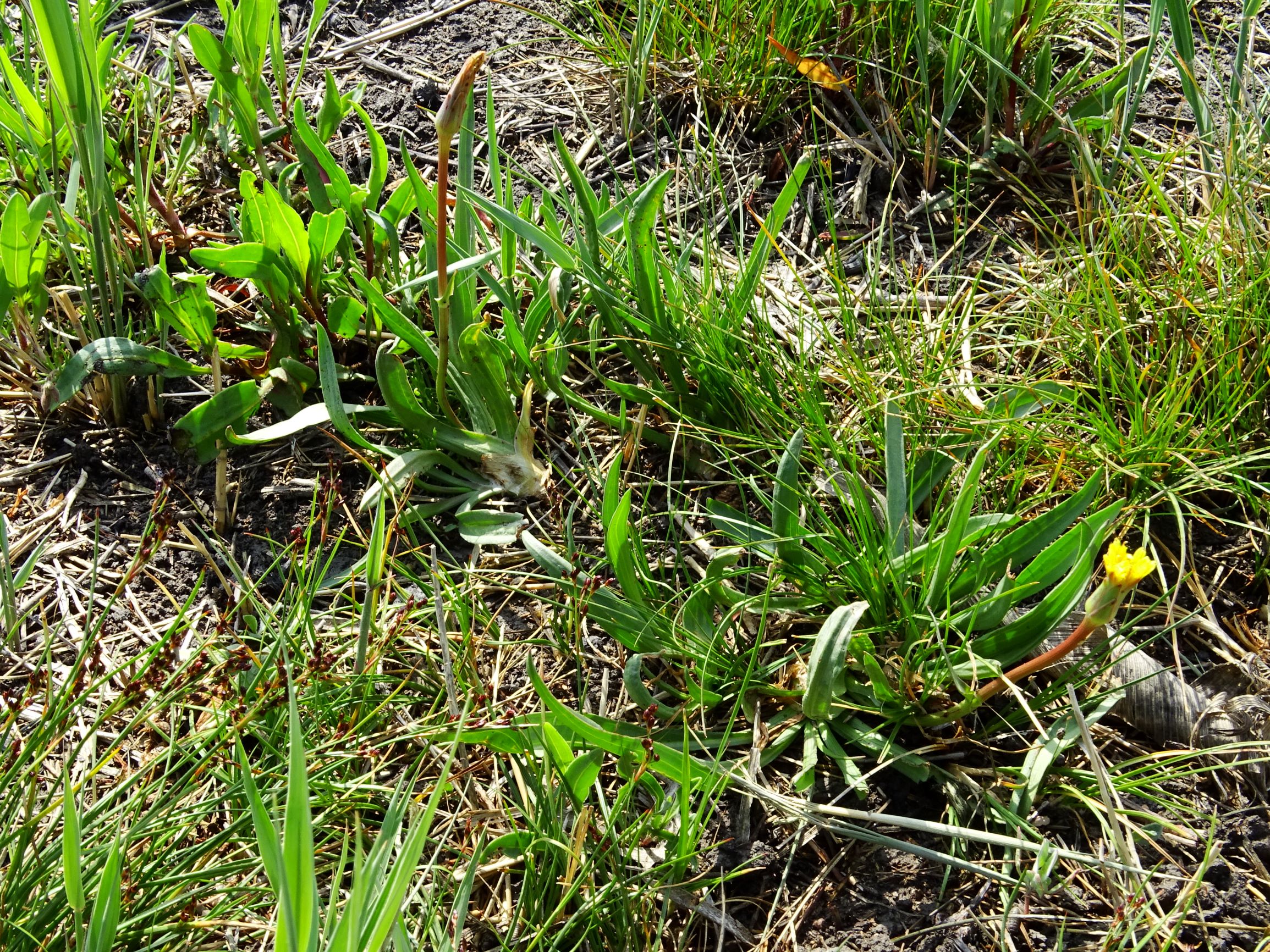 DSC05327 seevorland cf. scorzonera parviflora.JPG