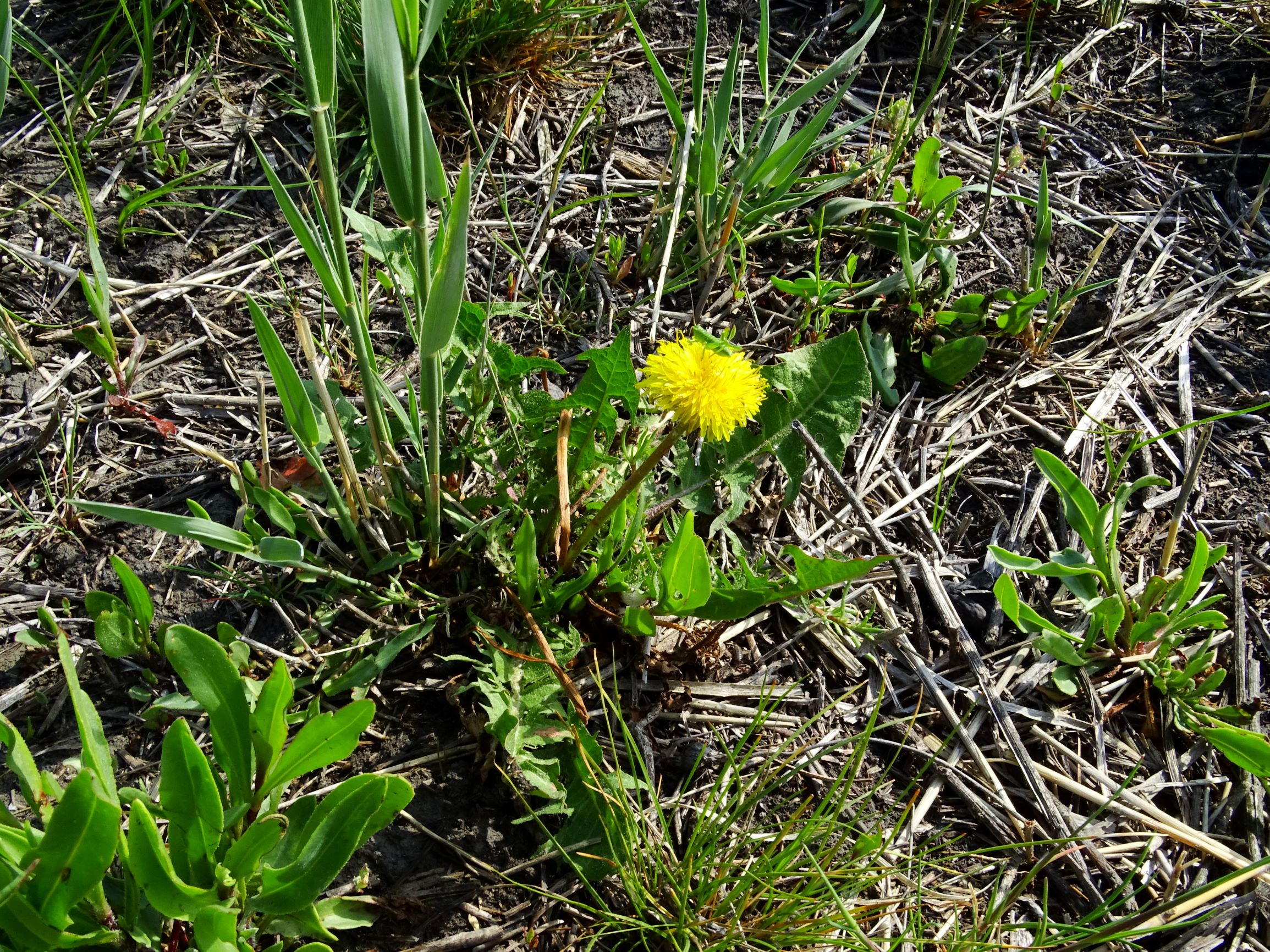 DSC05330 seevorland taraxacum laevigatum agg..JPG