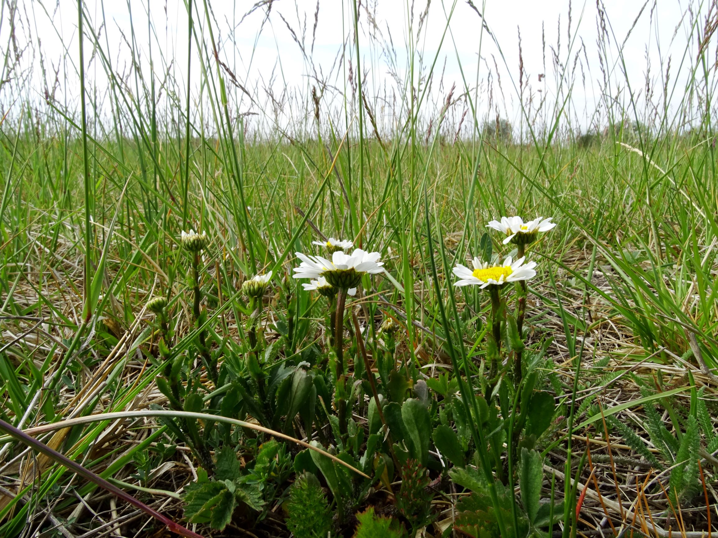 DSC05373 seevorland leucanthemum vulgare agg., festuca arundinacea etc..JPG