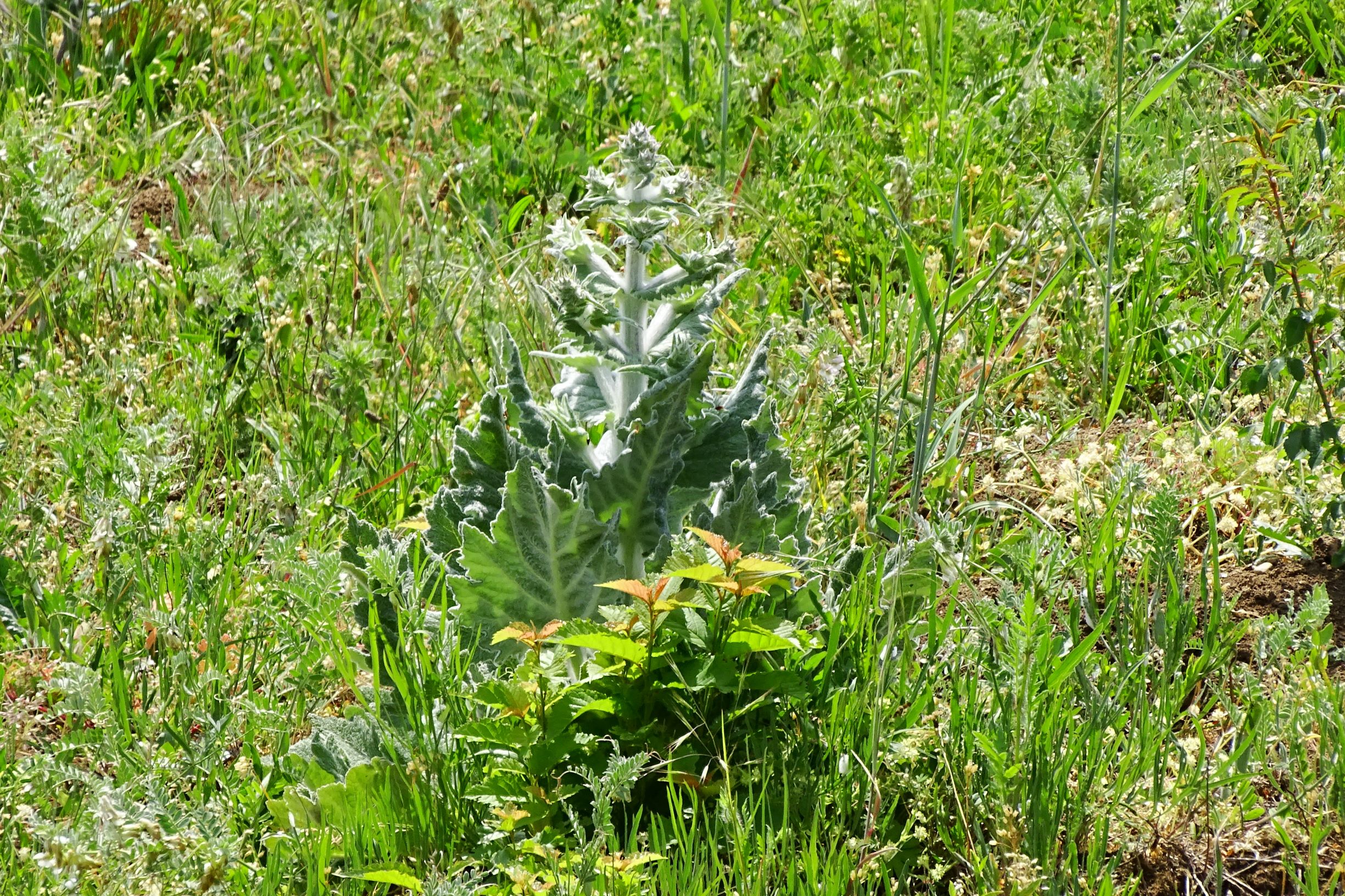 DSC05408 breitenbrunn-süd salvia aethiopis.JPG