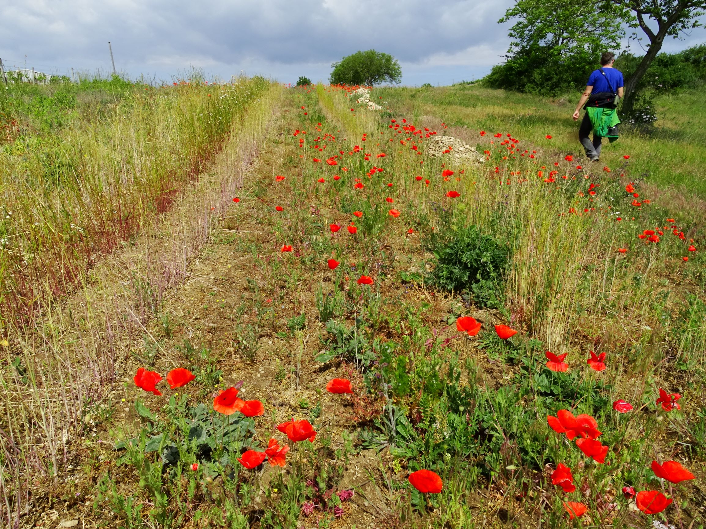 DSC05426 breitenbrunn-süd papaver rhoeas etc..JPG