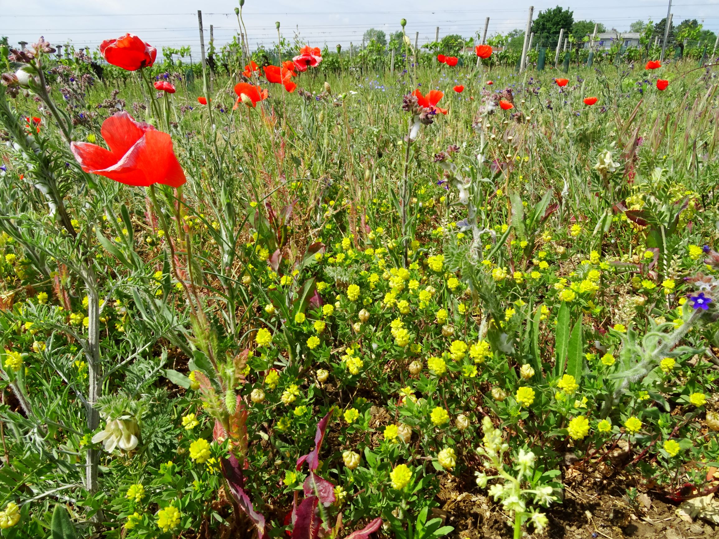 DSC05442 breitenbrunn-süd trifolium campestre, papaver rhoeas.JPG