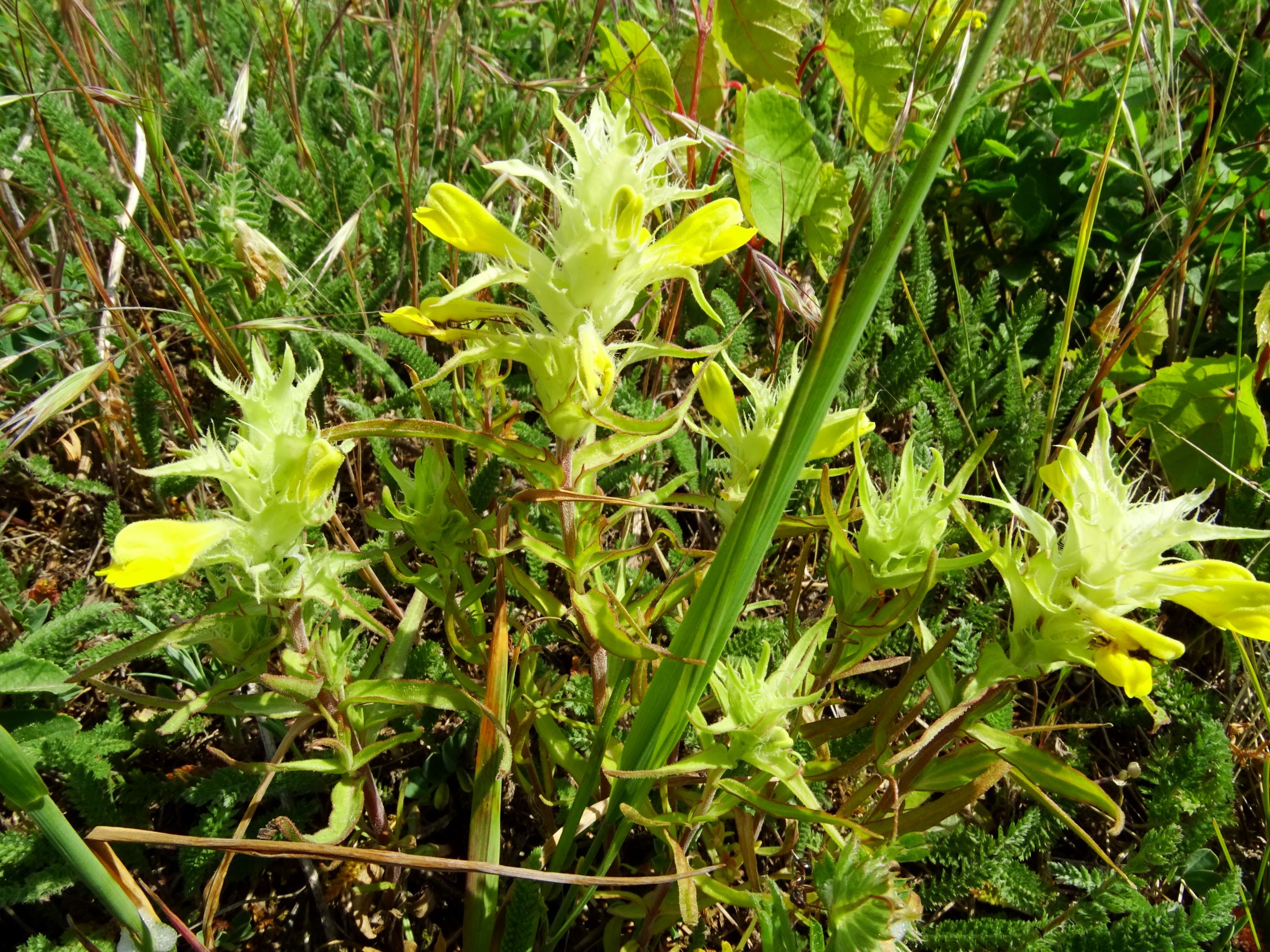 DSC05445 breitenbrunn-süd melampyrum barbatum.JPG