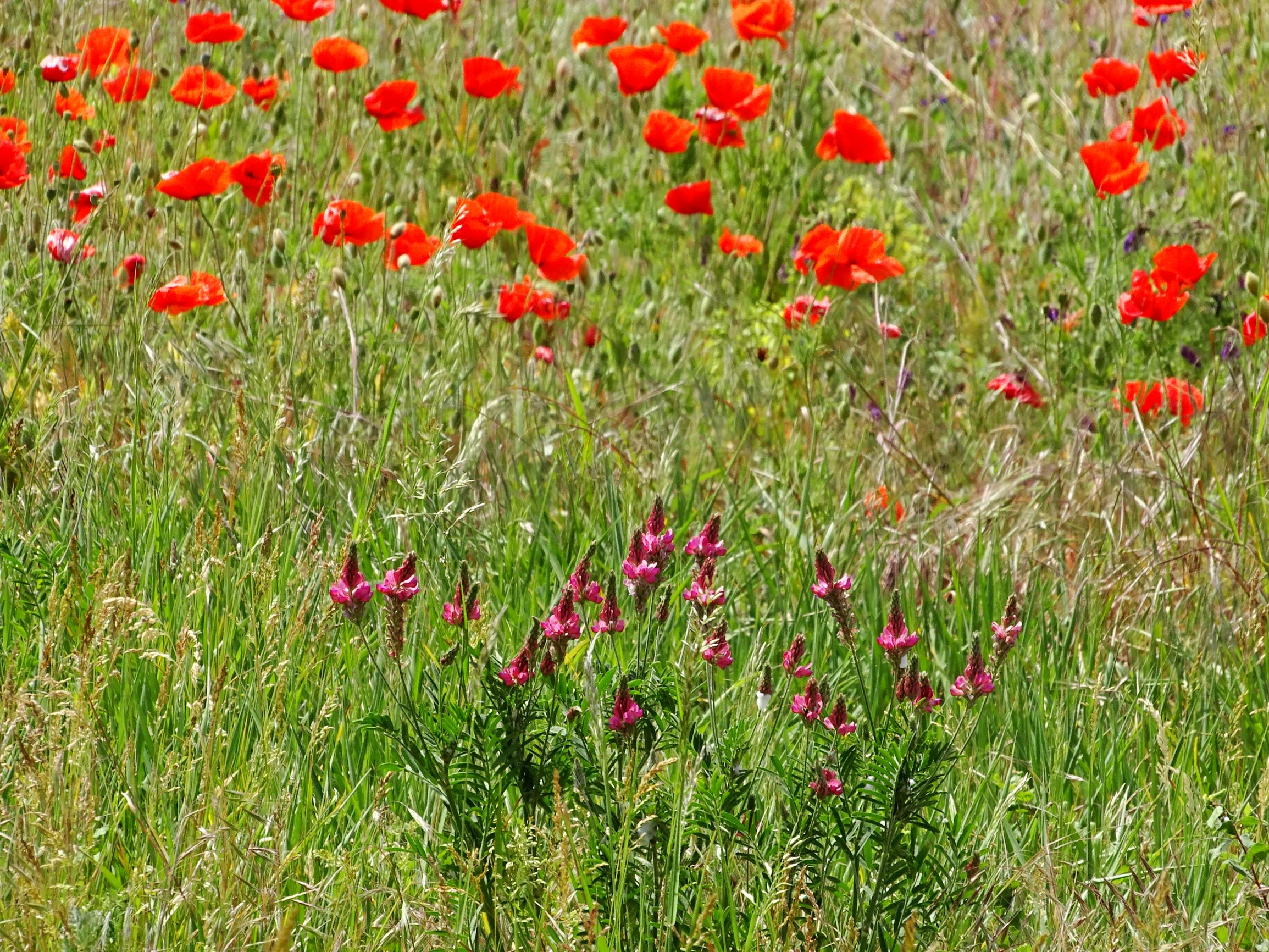 DSC05447 breitenbrunn-süd onobrychis viciifolia, papaver rhoeas.JPG