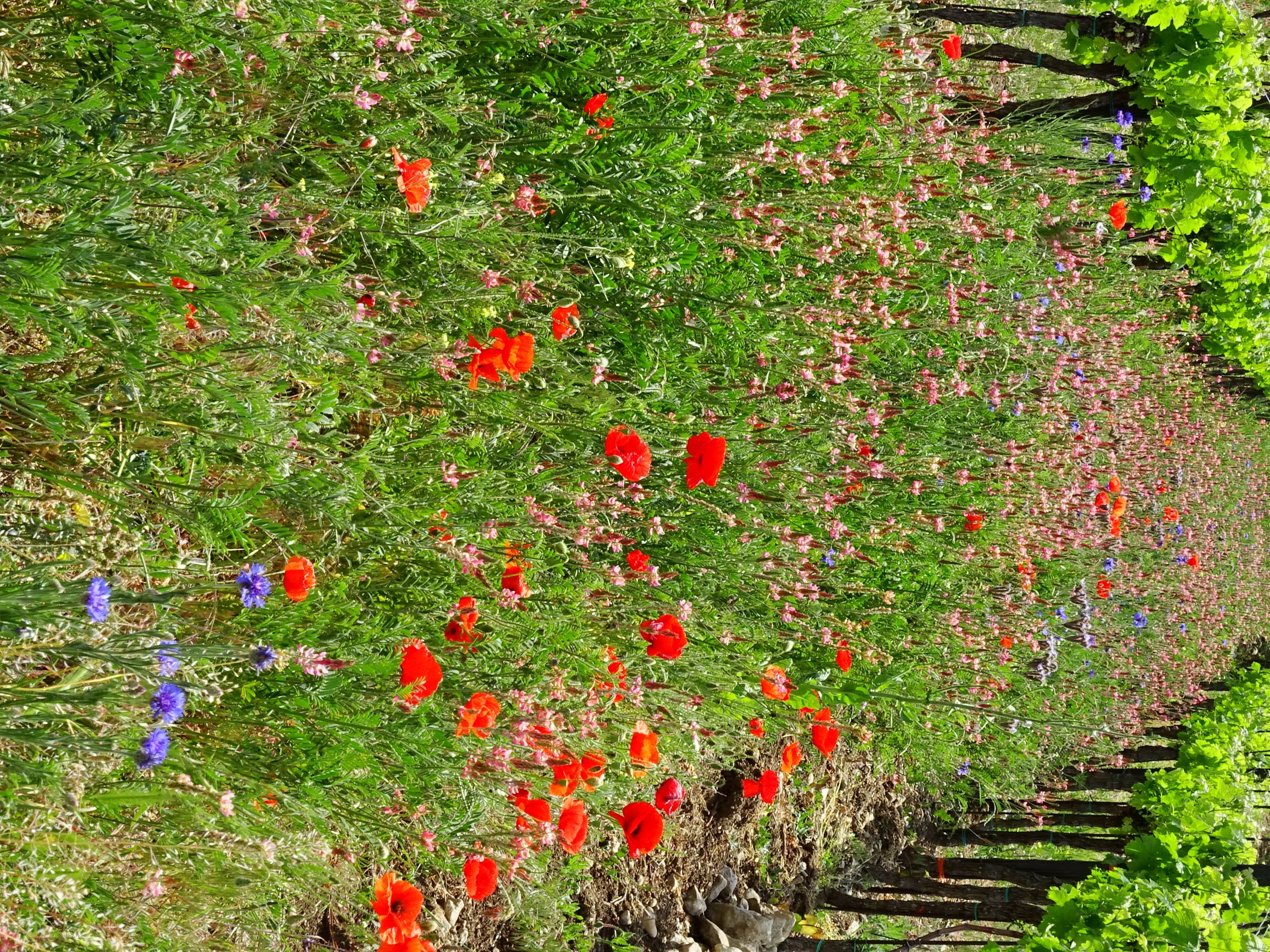 DSC05458 breitenbrunn-süd weingarten-bebuntung mit onobrychis viciifolia (+papaver rhoeas und cyanus segetum).JPG