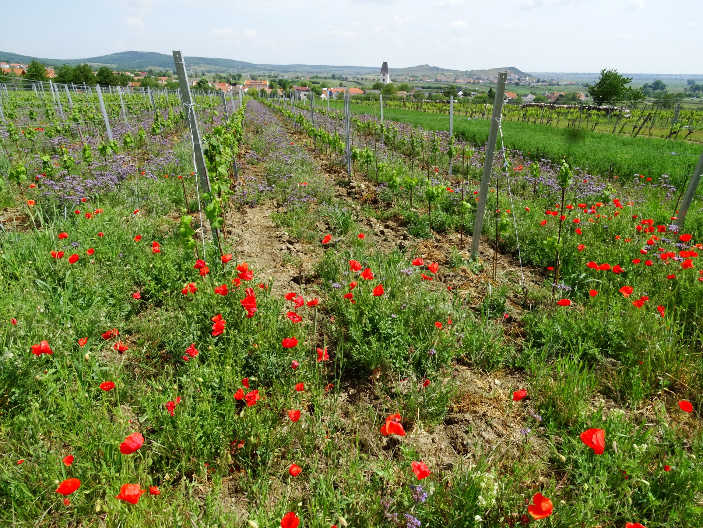 DSC05475 breitenbrunn-süd weingarten-bebuntung mit phacelia tanacetifolia (+papaver rhoeas).JPG