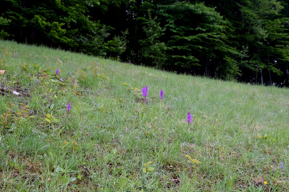 Bft-G-16052020-(9) - Orchis mascula ssp. speciosa - Prächtiges Manns-Knabenkraut.JPG