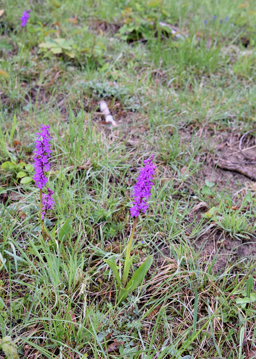 Bft-G-16052020-(10) - Orchis mascula ssp. speciosa - Prächtiges Manns-Knabenkraut.JPG