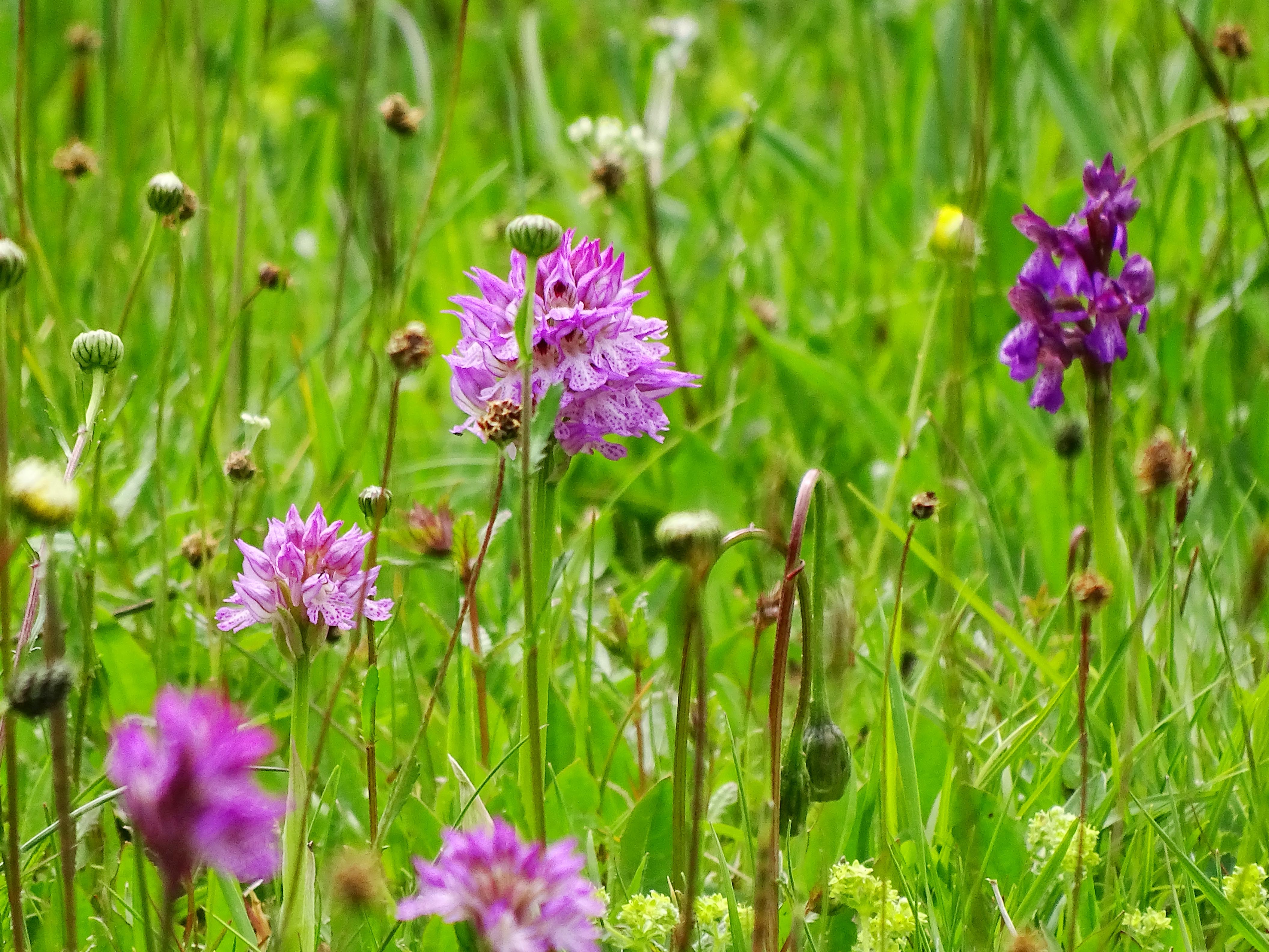 pleschkogel2.jpg