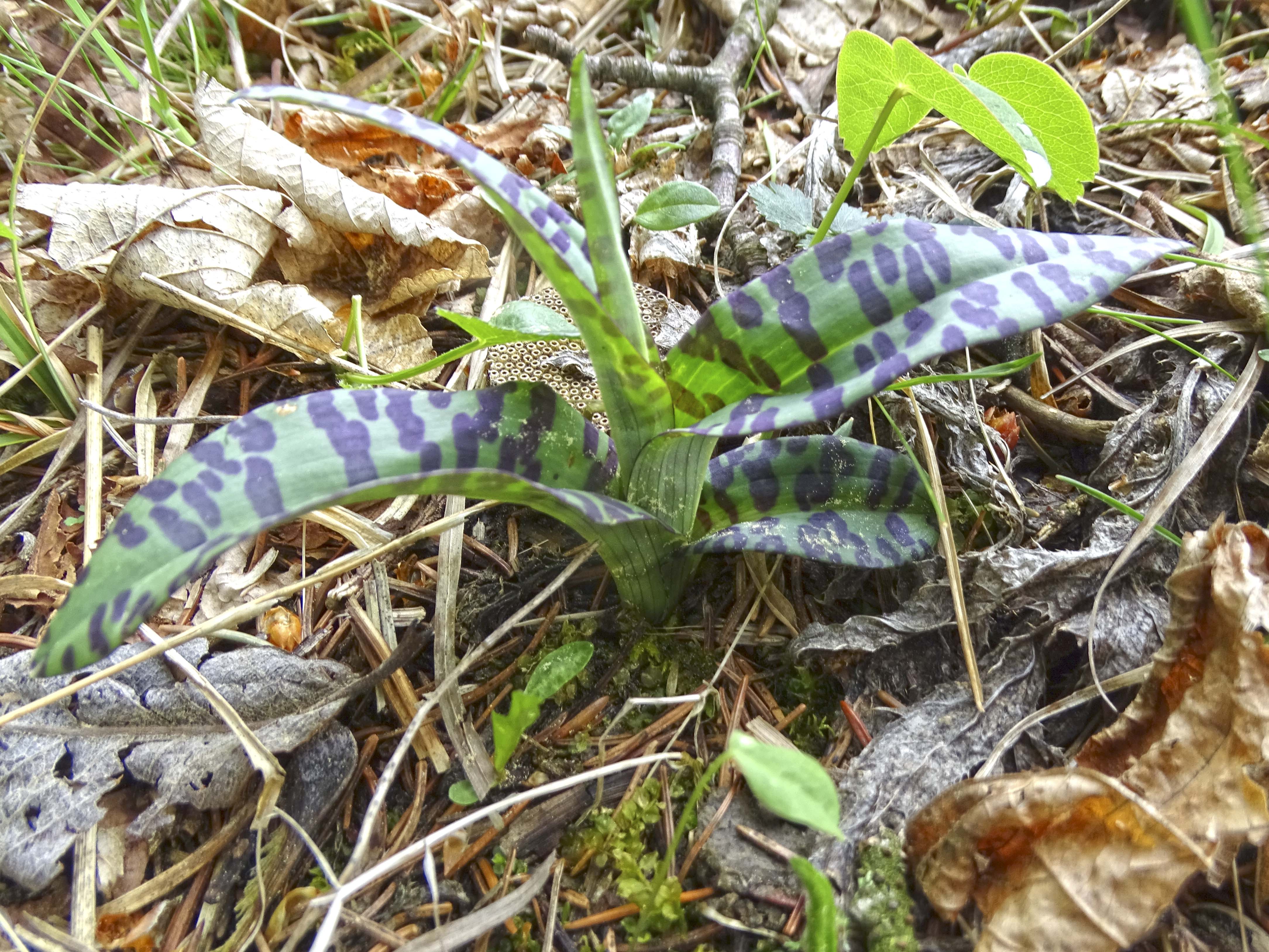 Dactylorhiza fuchsii_plesch.jpg