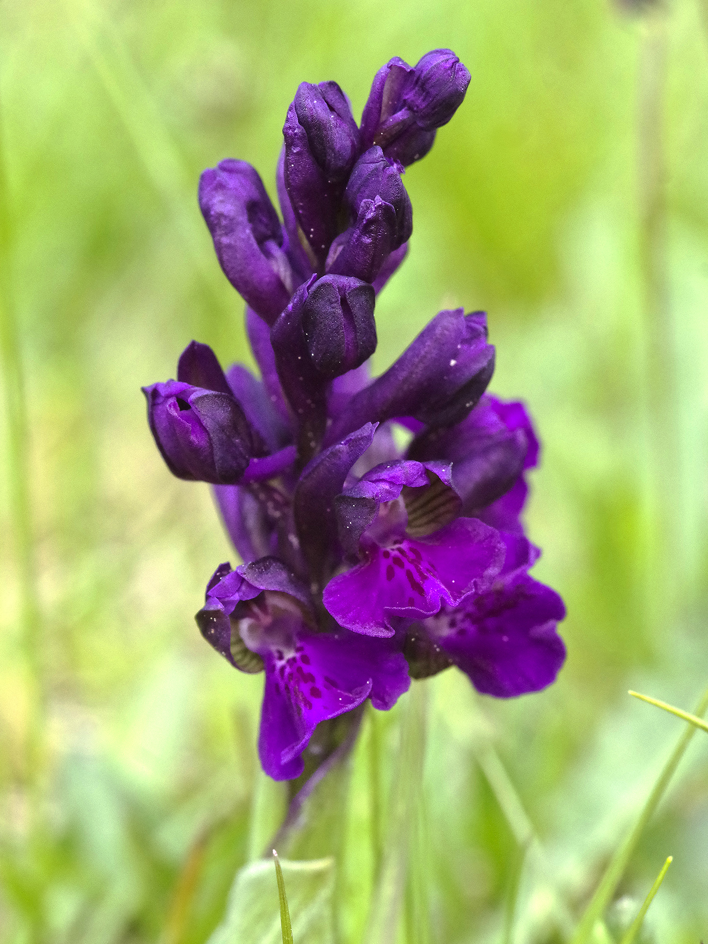 Anacamptis morio_plesch1.jpg