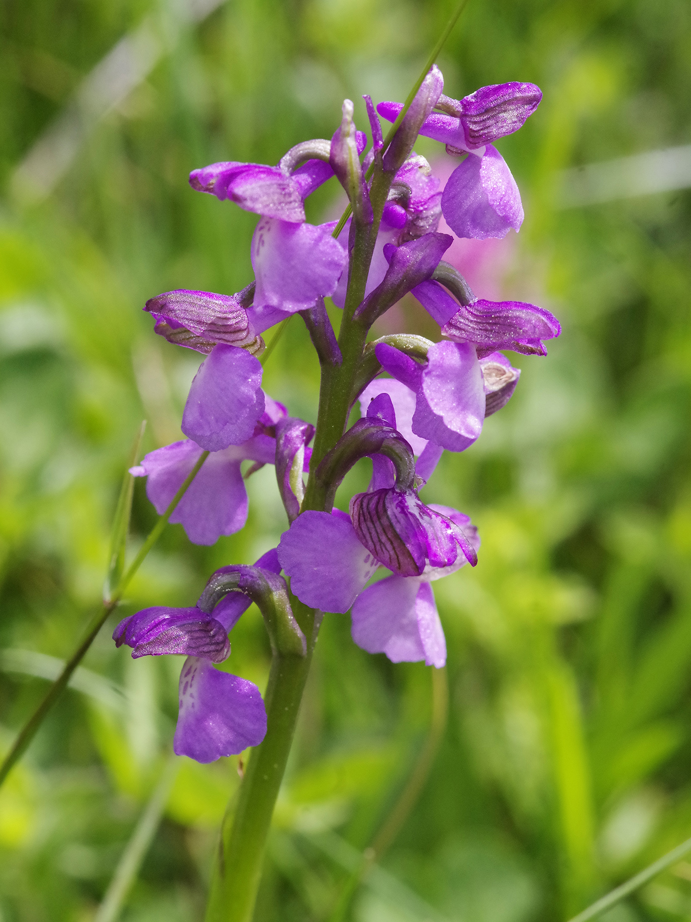 Anacamptis morio_plesch2.jpg