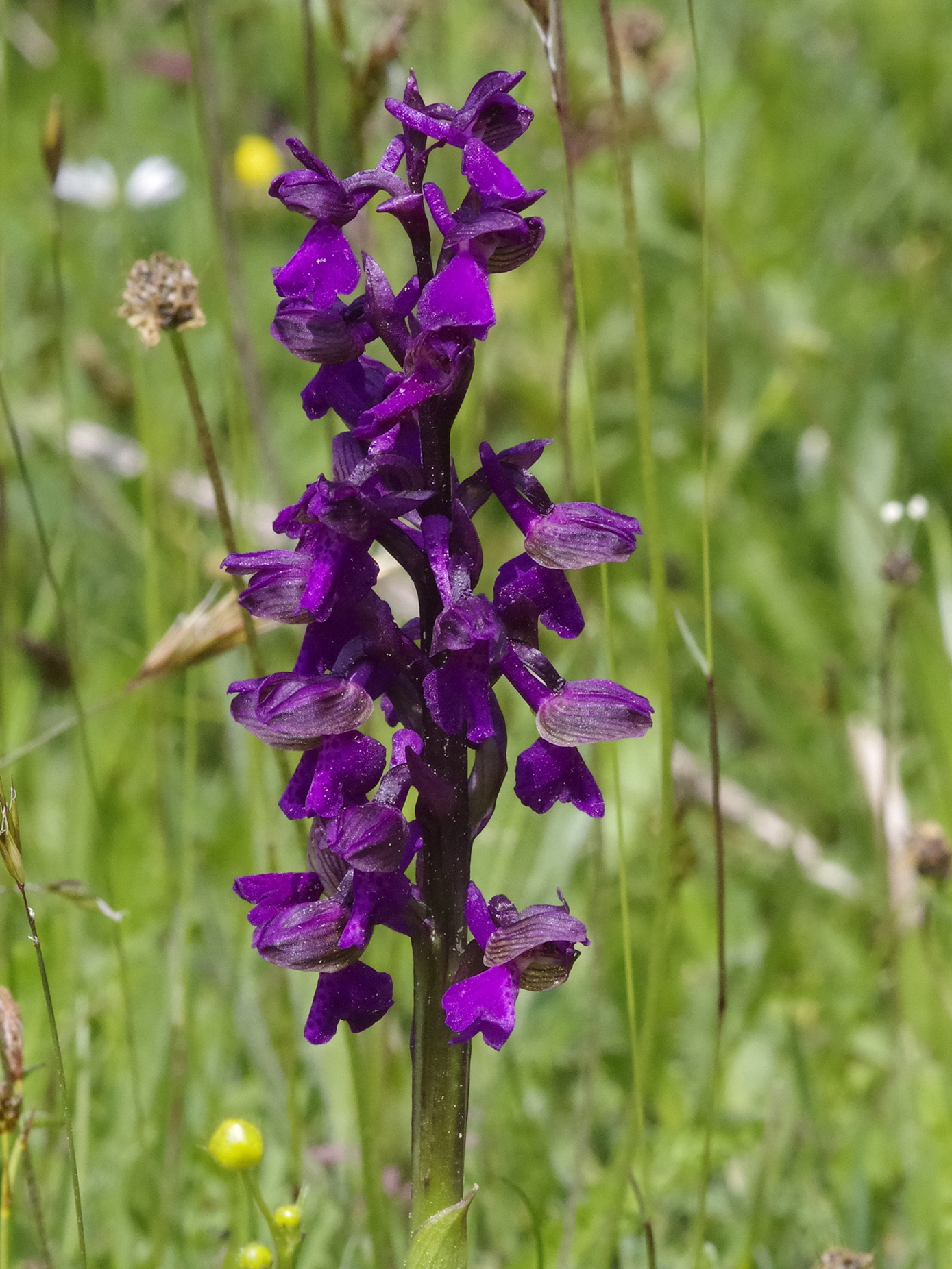 Anacamptis morio_plesch3.jpg