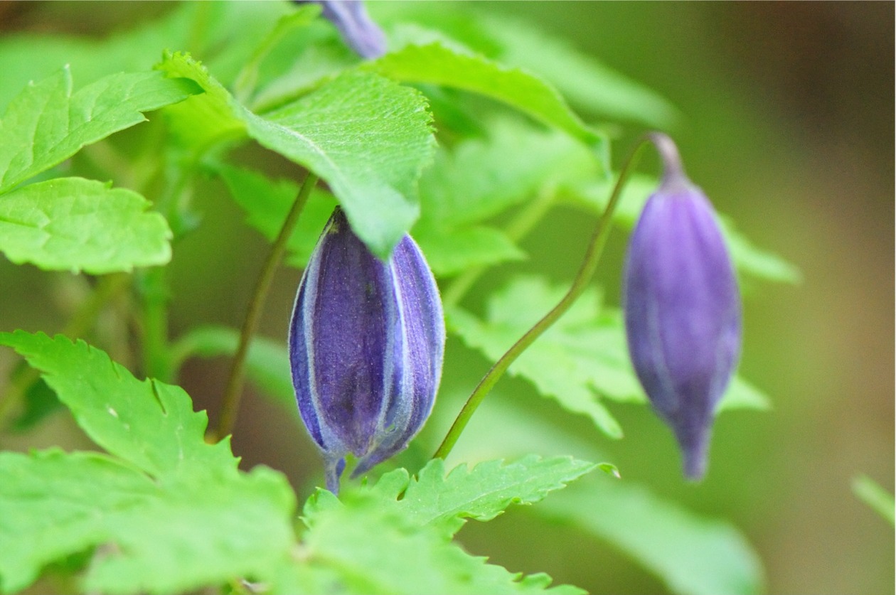 2020.05.17._blaue Ranke 1.jpg