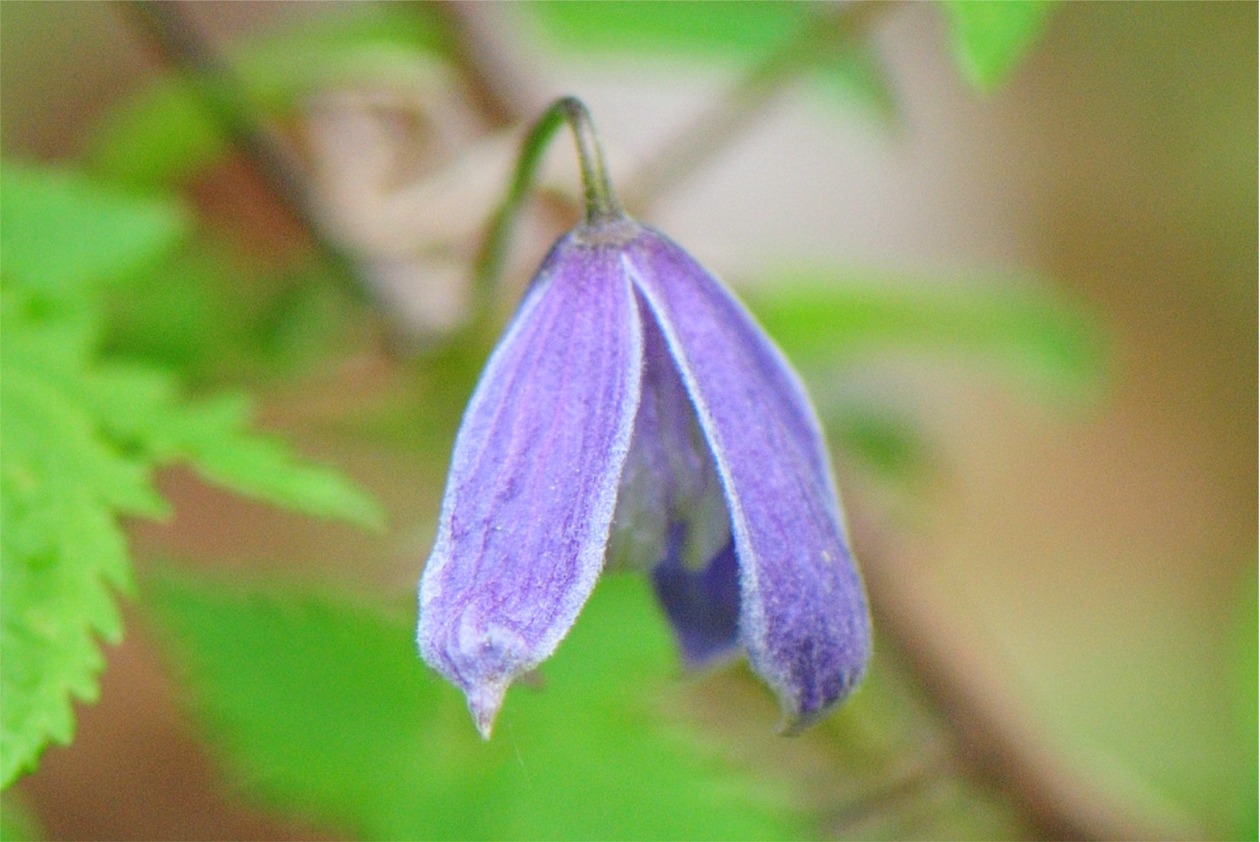 2020.05.17._blaue Ranke 2.jpg