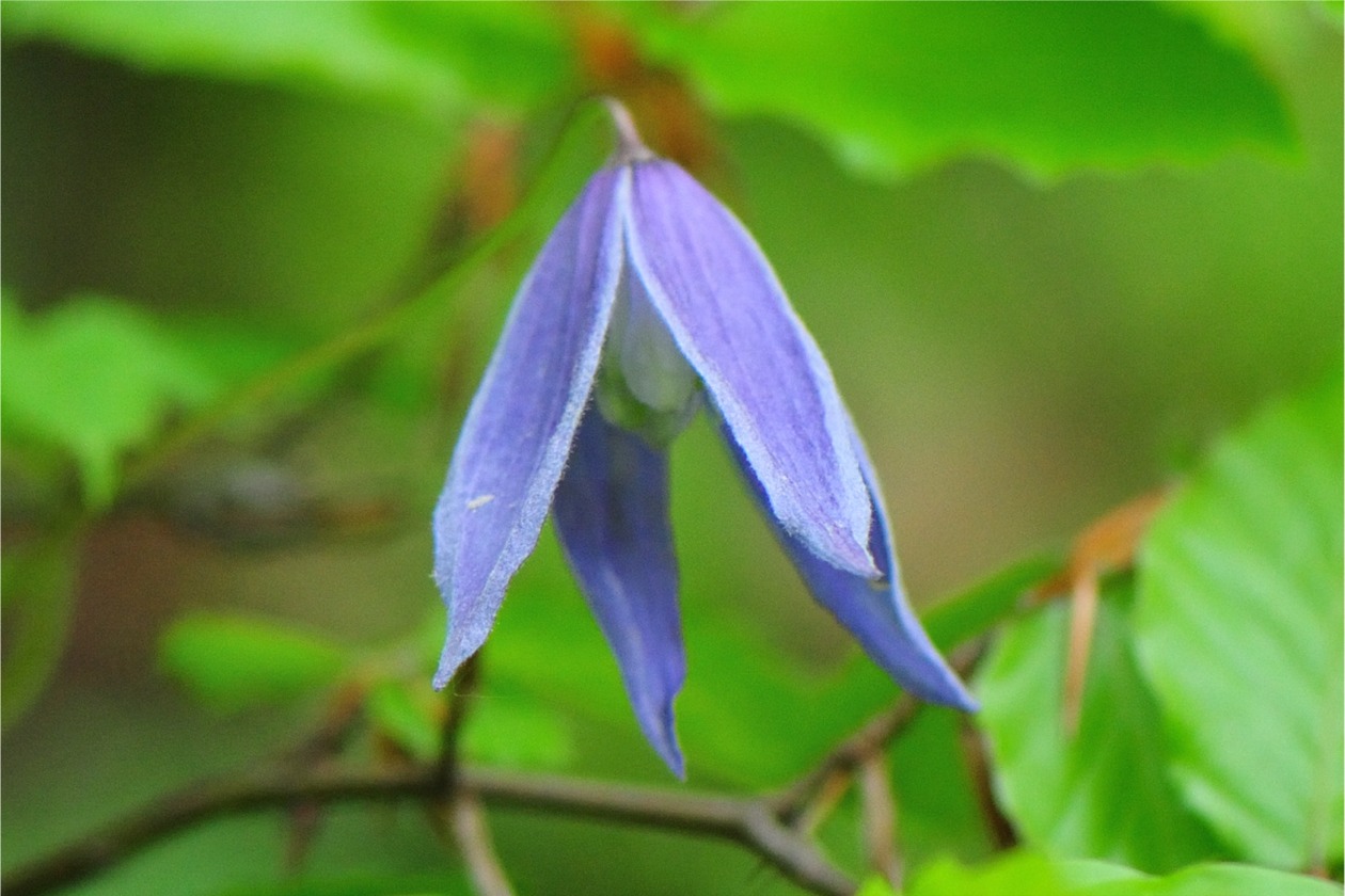 2020.05.17._blaue Ranke 3.jpg