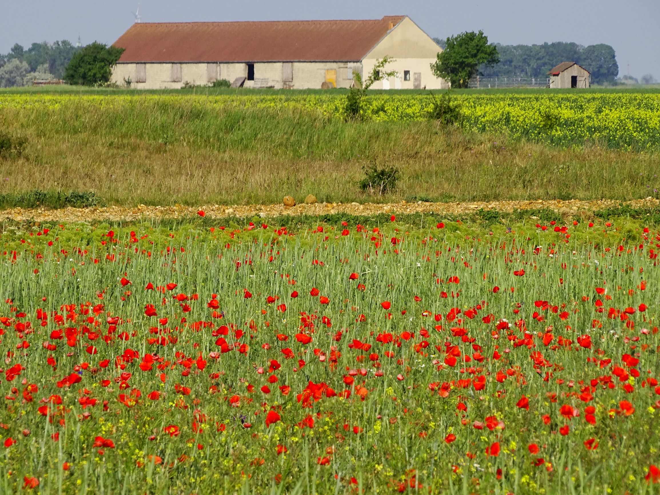 DSC06418 segetal seewinkel papaver rhoeas, sinapis arvensis.JPG