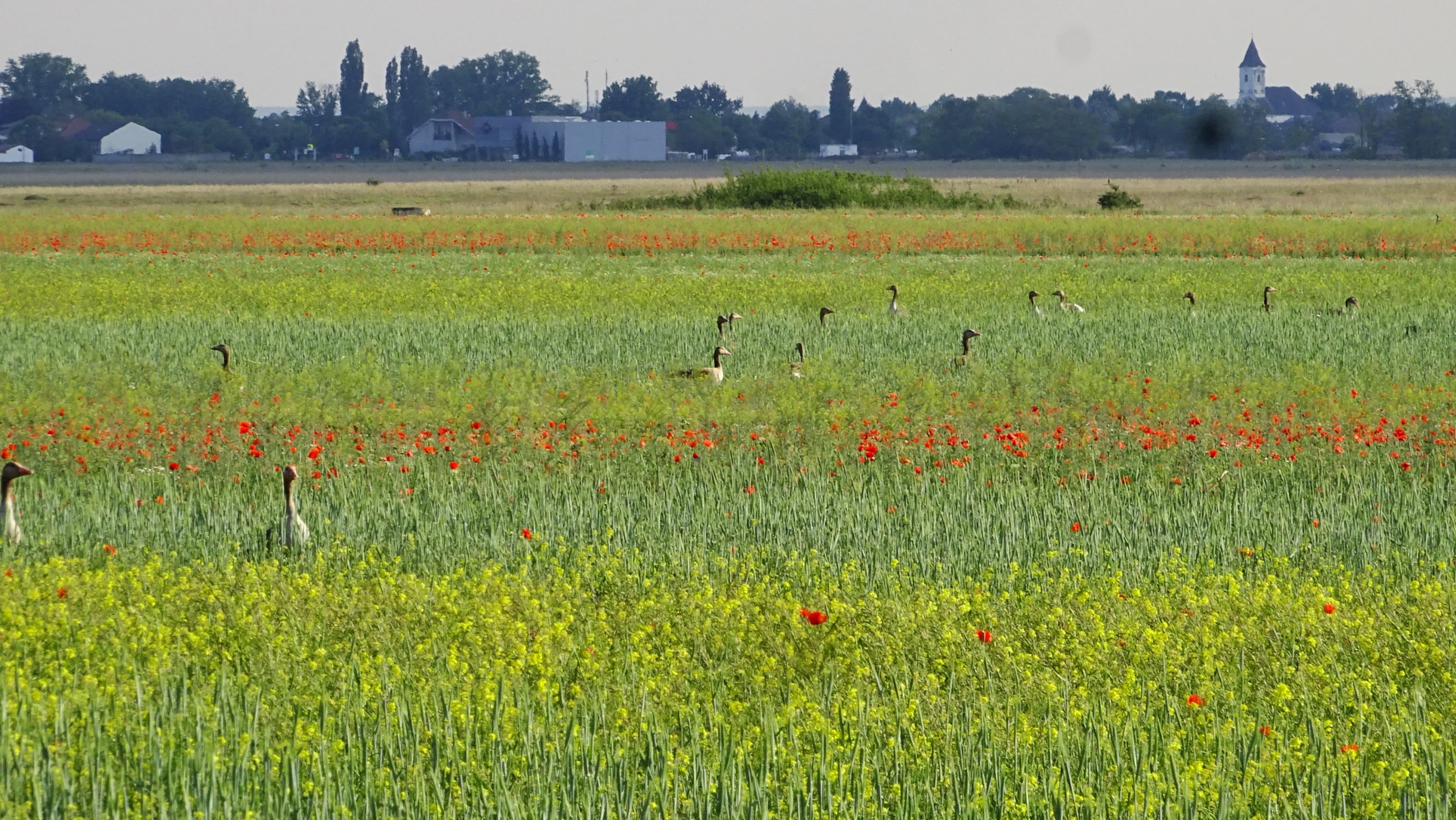 DSC06442 segetal seewinkel papaver rhoeas, sinapis arvensis.JPG