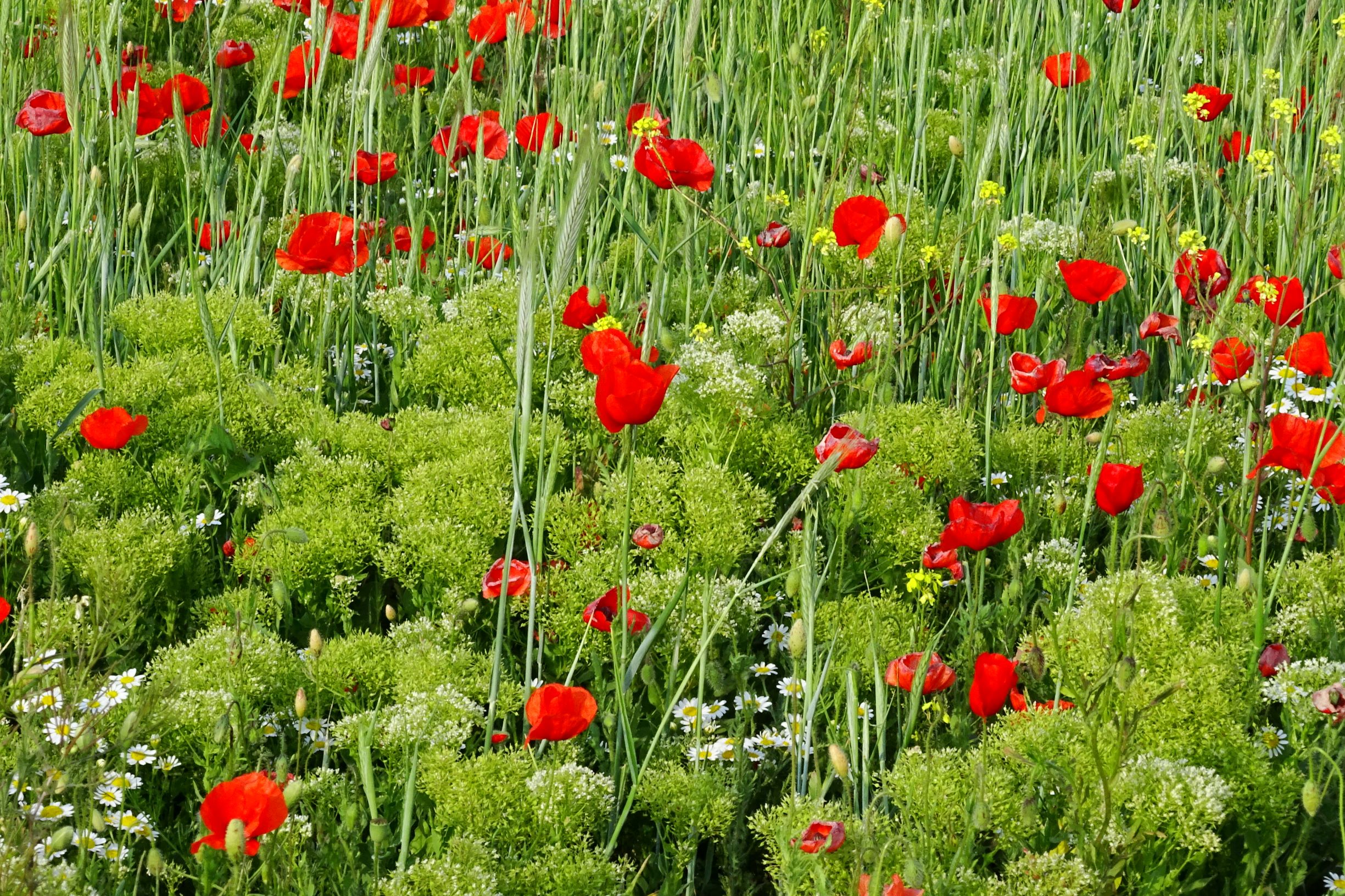 DSC06451 segetal seewinkel papaver rhoeas, anthemis austriaca, lepidium draba.JPG