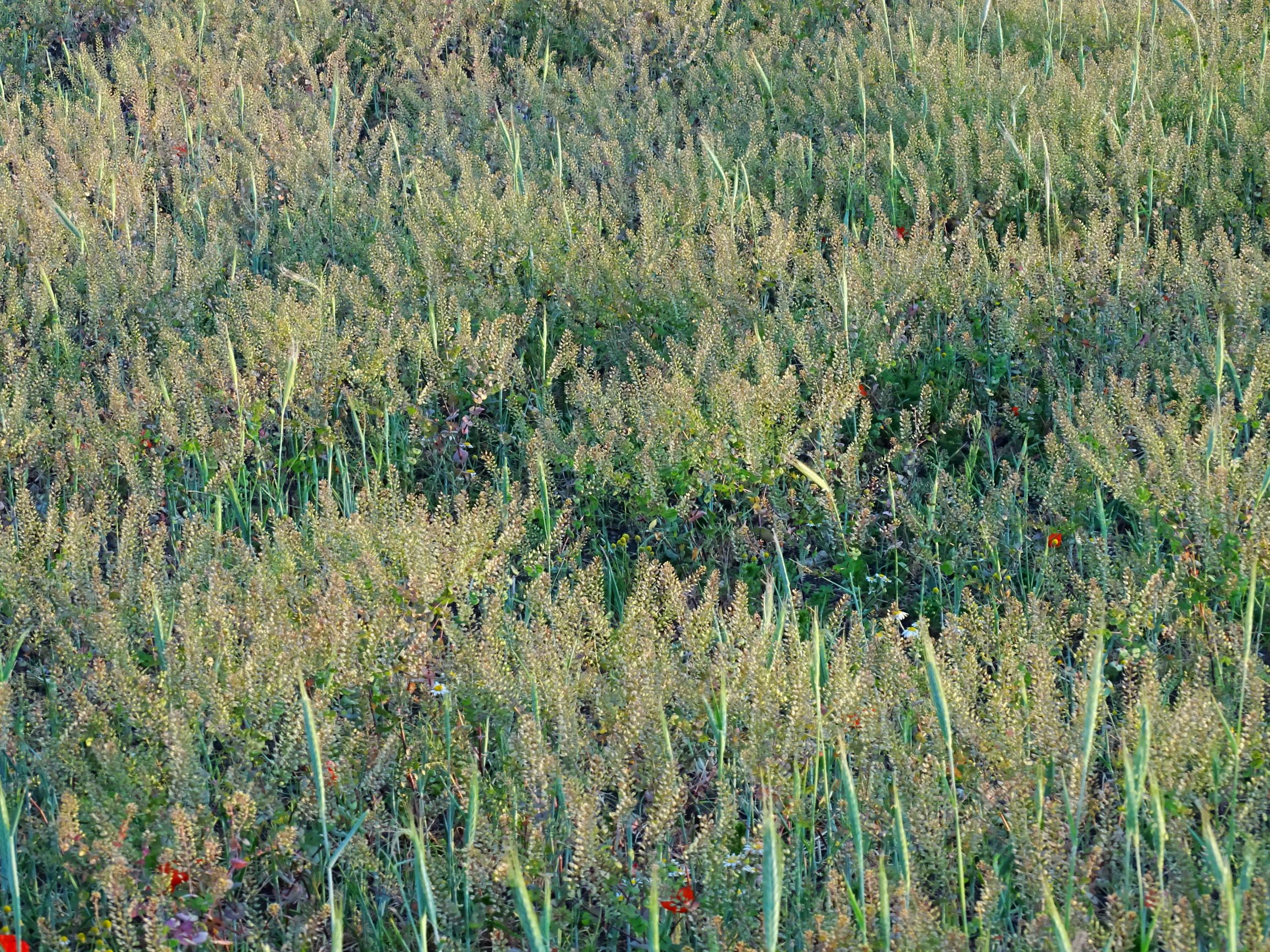 DSC06798 segetal seewinkel lepidium perfoliatum.JPG