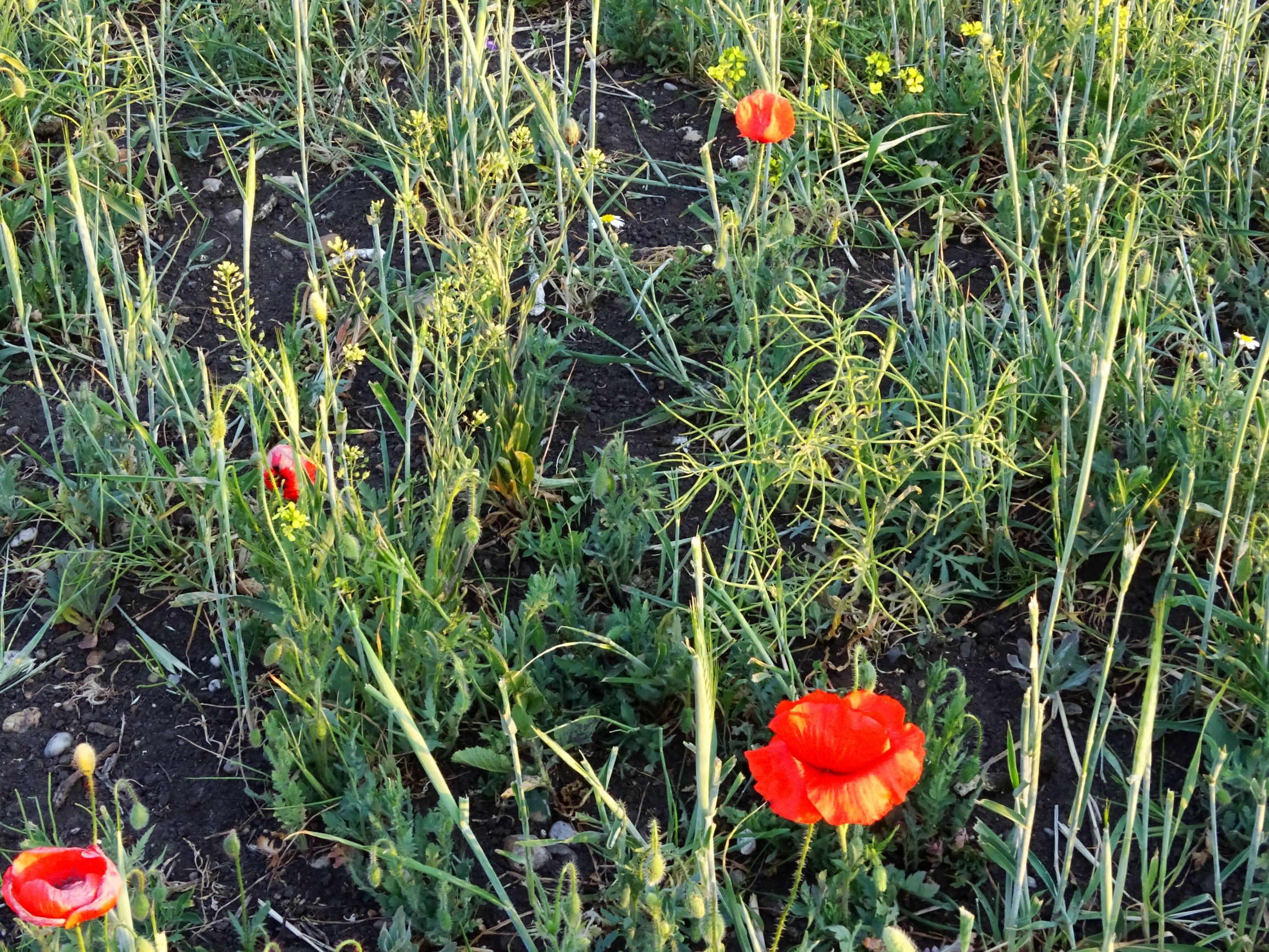 DSC06828 segetal seewinkel papaver rhoeas, erysimum repandum, camelina sp..JPG