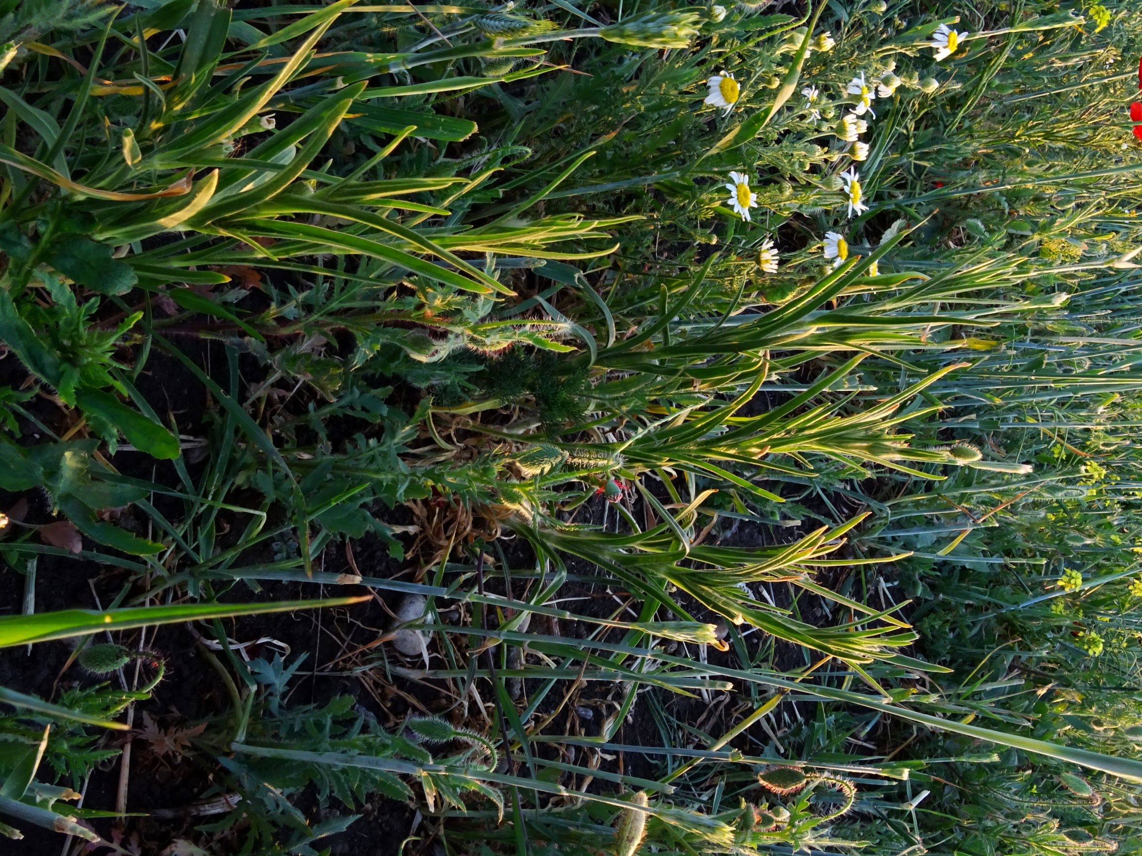 DSC06832 segetal seewinkel papaver rhoeas, anthemis austriaca, agrostemma githago.JPG