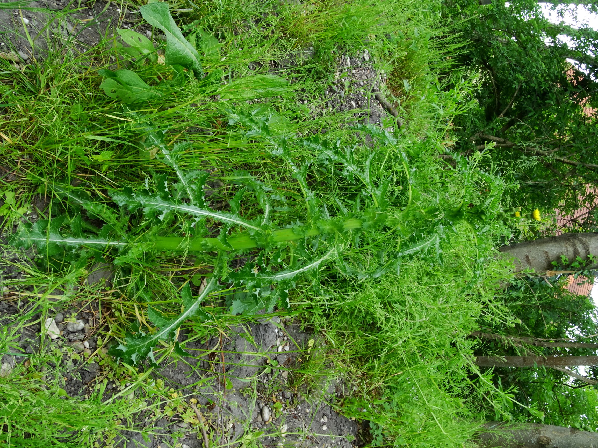 DSC04539 sonchus asper.JPG