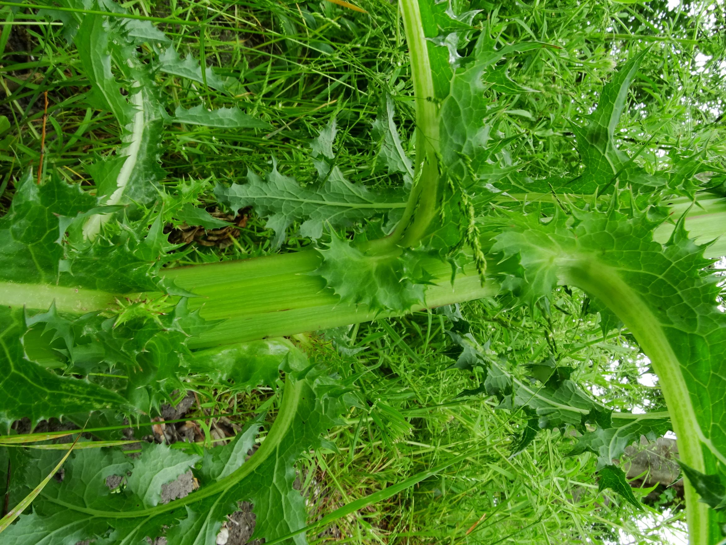 DSC04540 sonchus asper.JPG