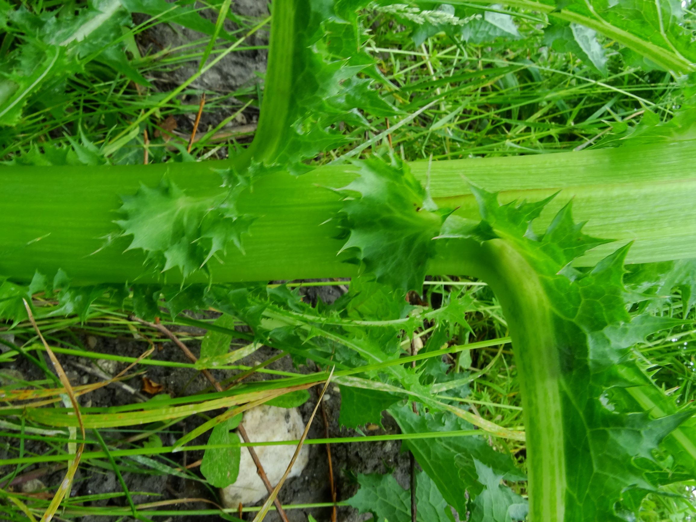 DSC04541 sonchus asper.JPG