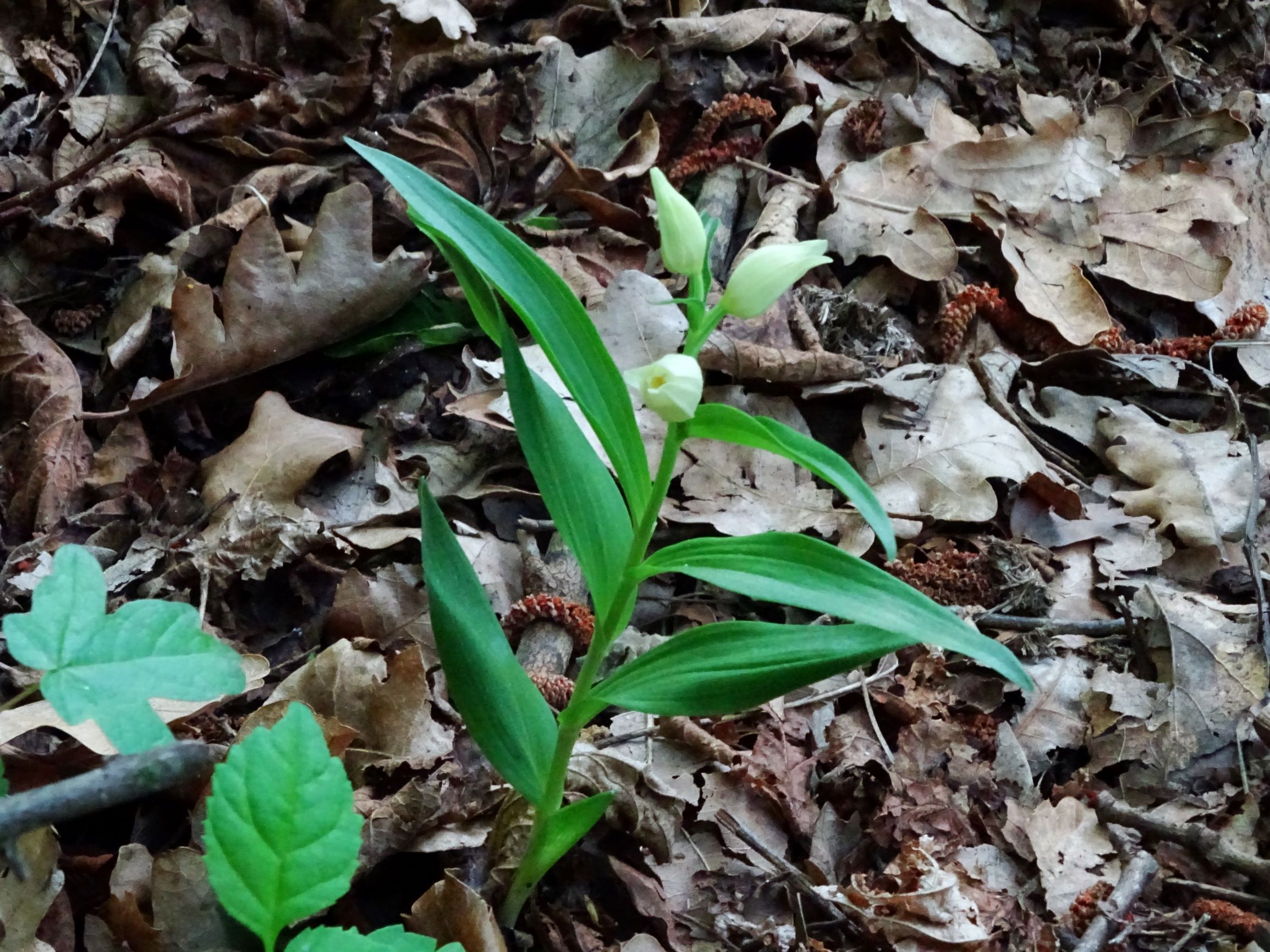 DSC06899 cephalanthera cf. longifolia.JPG