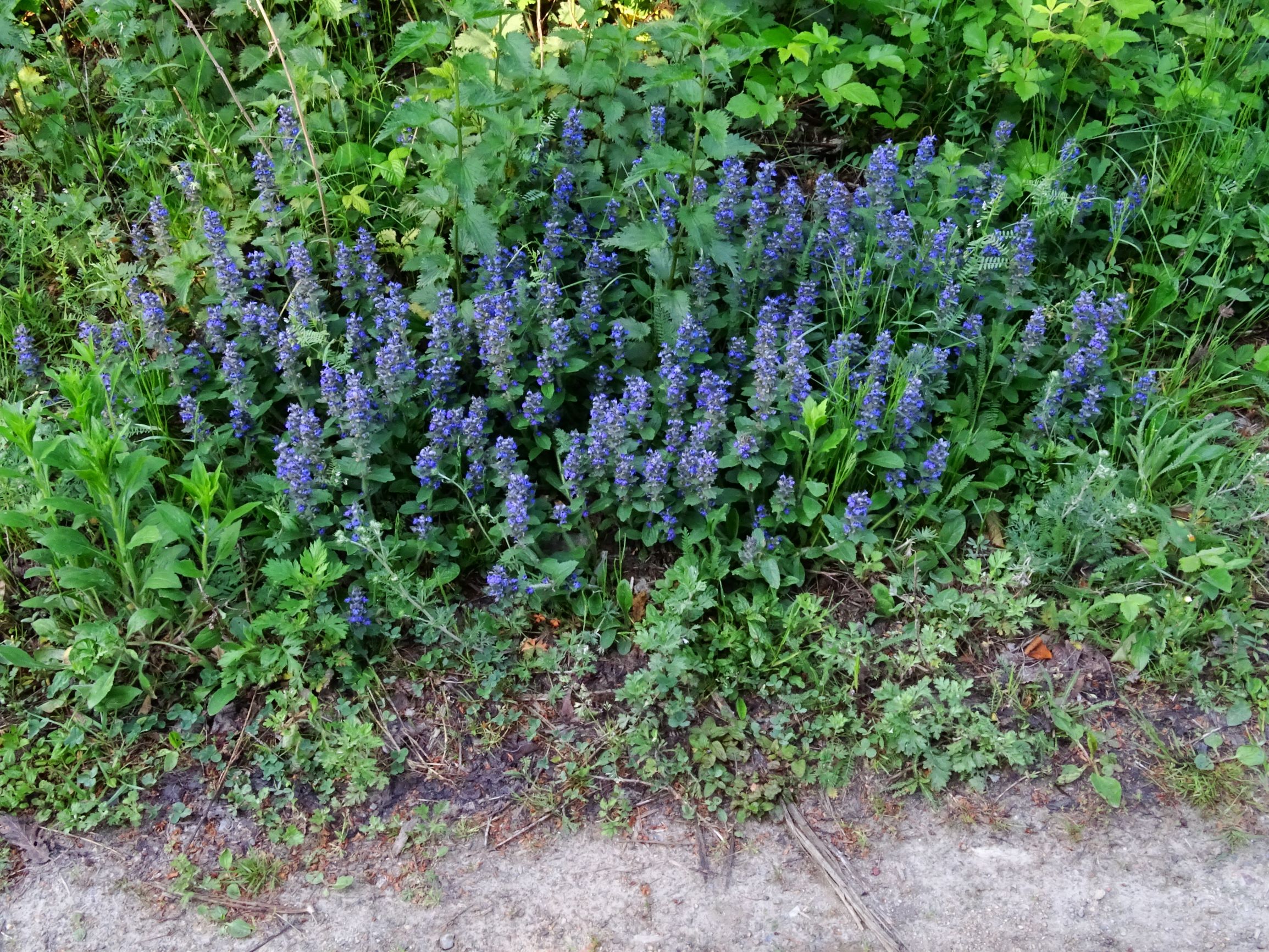 DSC06959 ajuga genevensis.JPG