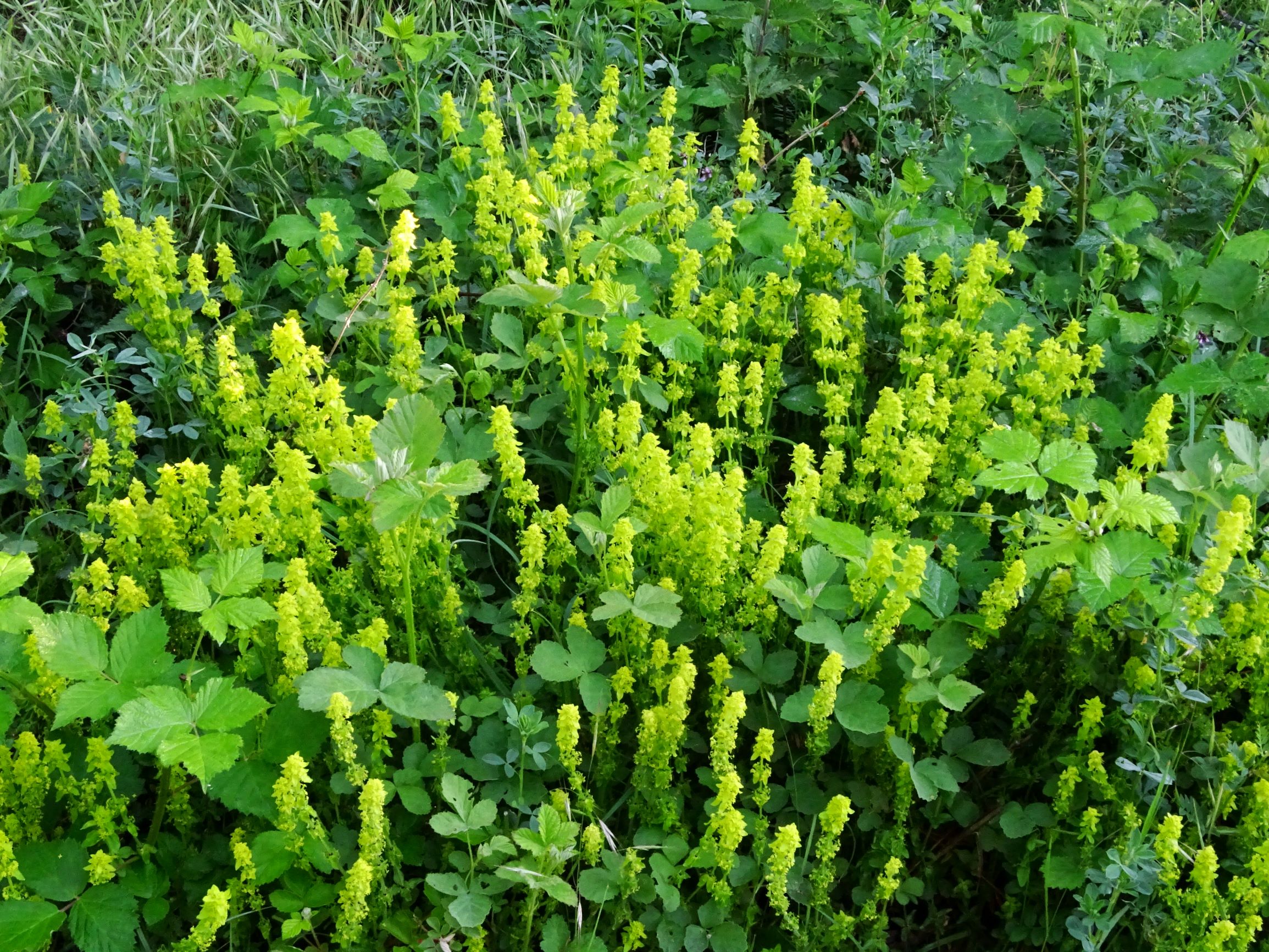 DSC06963 cruciata laevipes.JPG